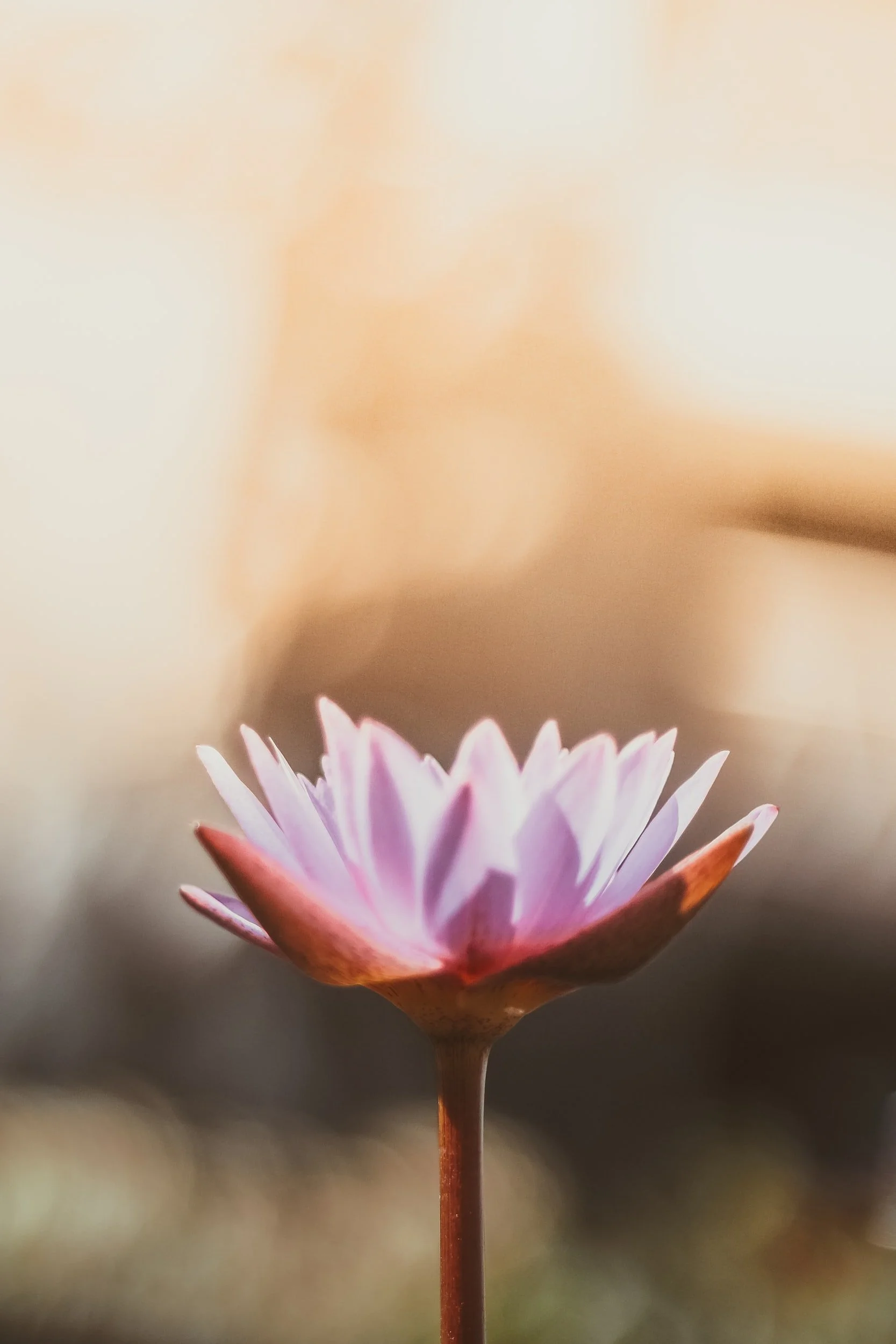 Close-up of a single pink lotus flower with blurred background