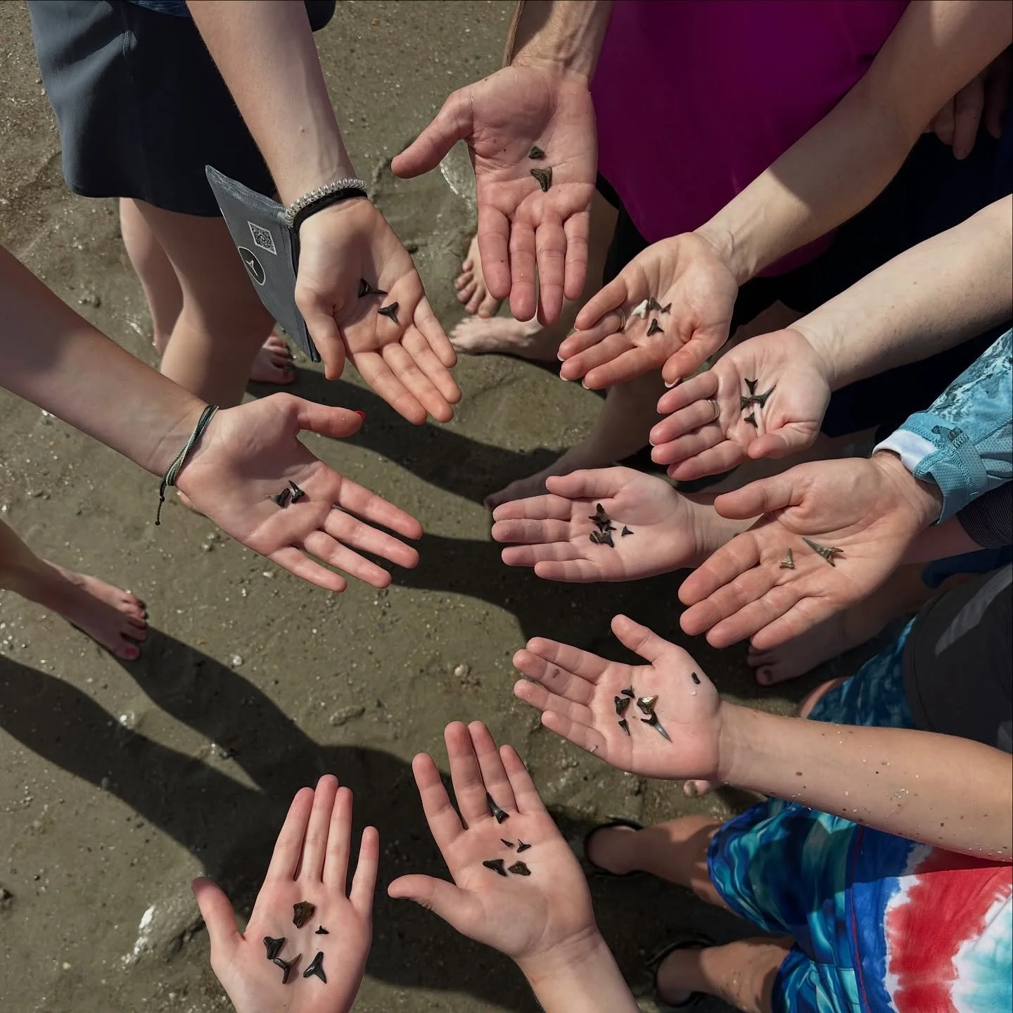 🦈✨ Did you know we offer private tours?

Just you + your crew + the best tide of the day.

More one-on-one guidance.
More shark teeth.
More unforgettable memories.

Yes&hellip; we always find them. 😉

📍 Tybee Island
🔗 Book your private tour throu