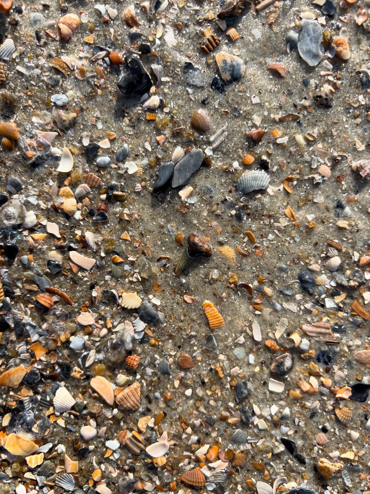 This winter has been awesome for finding our teeth, shells, and fossils! #tybeeisland