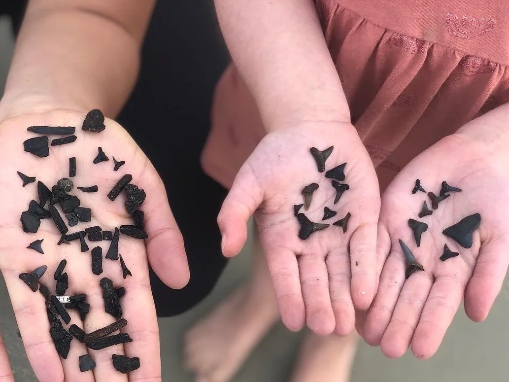 Tybee Shark Teeth Tours