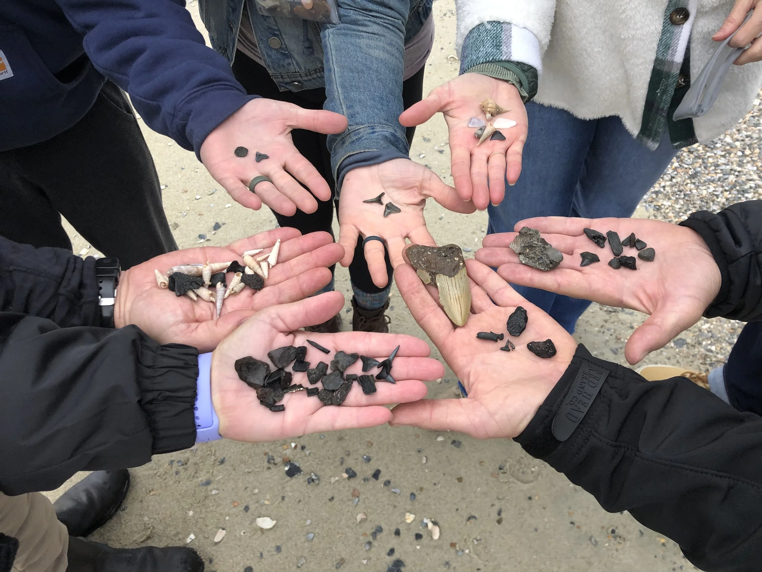 Tybee Shark Teeth Tours