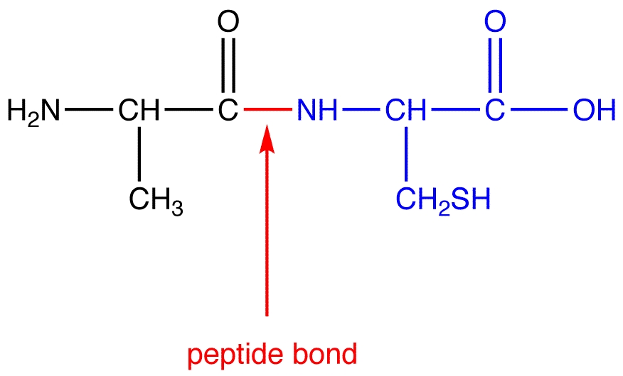 Peptide Bond