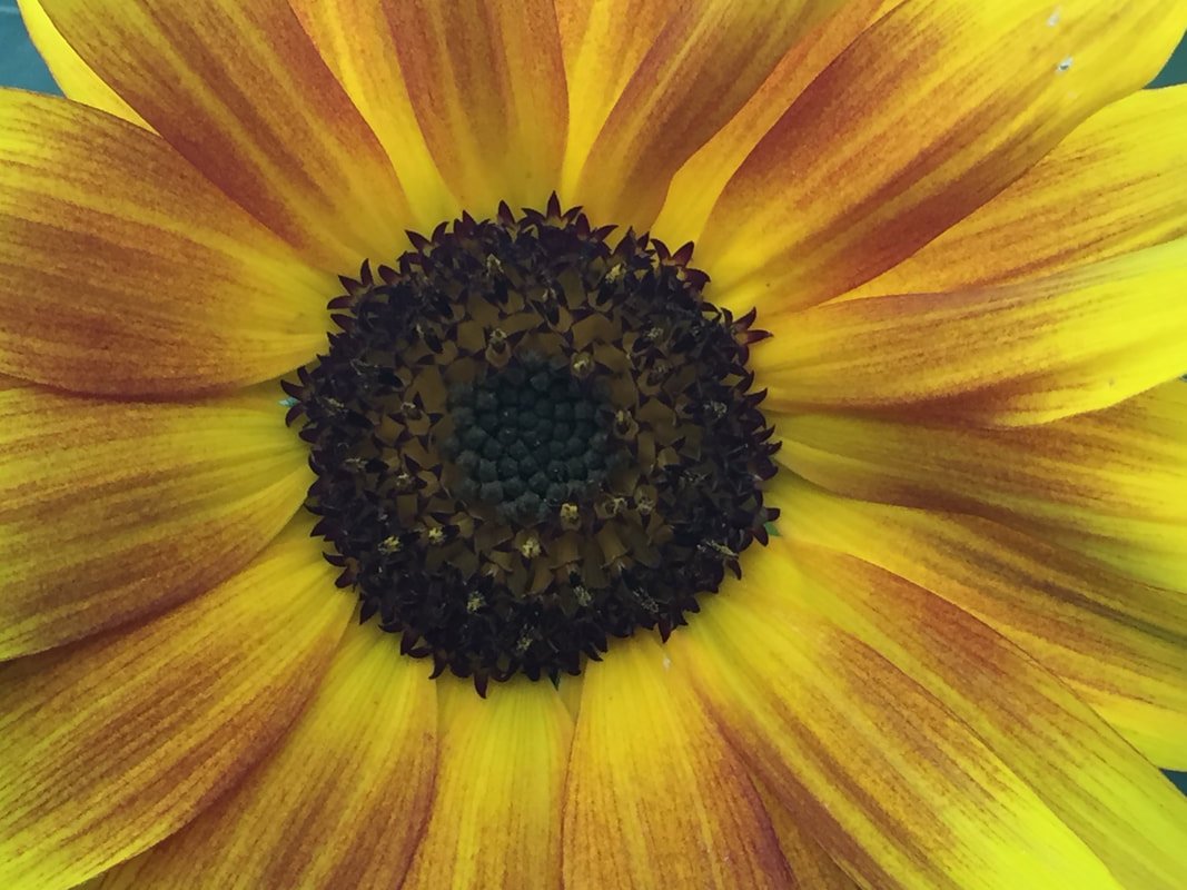 michelle-s-sunflower_orig.jpeg