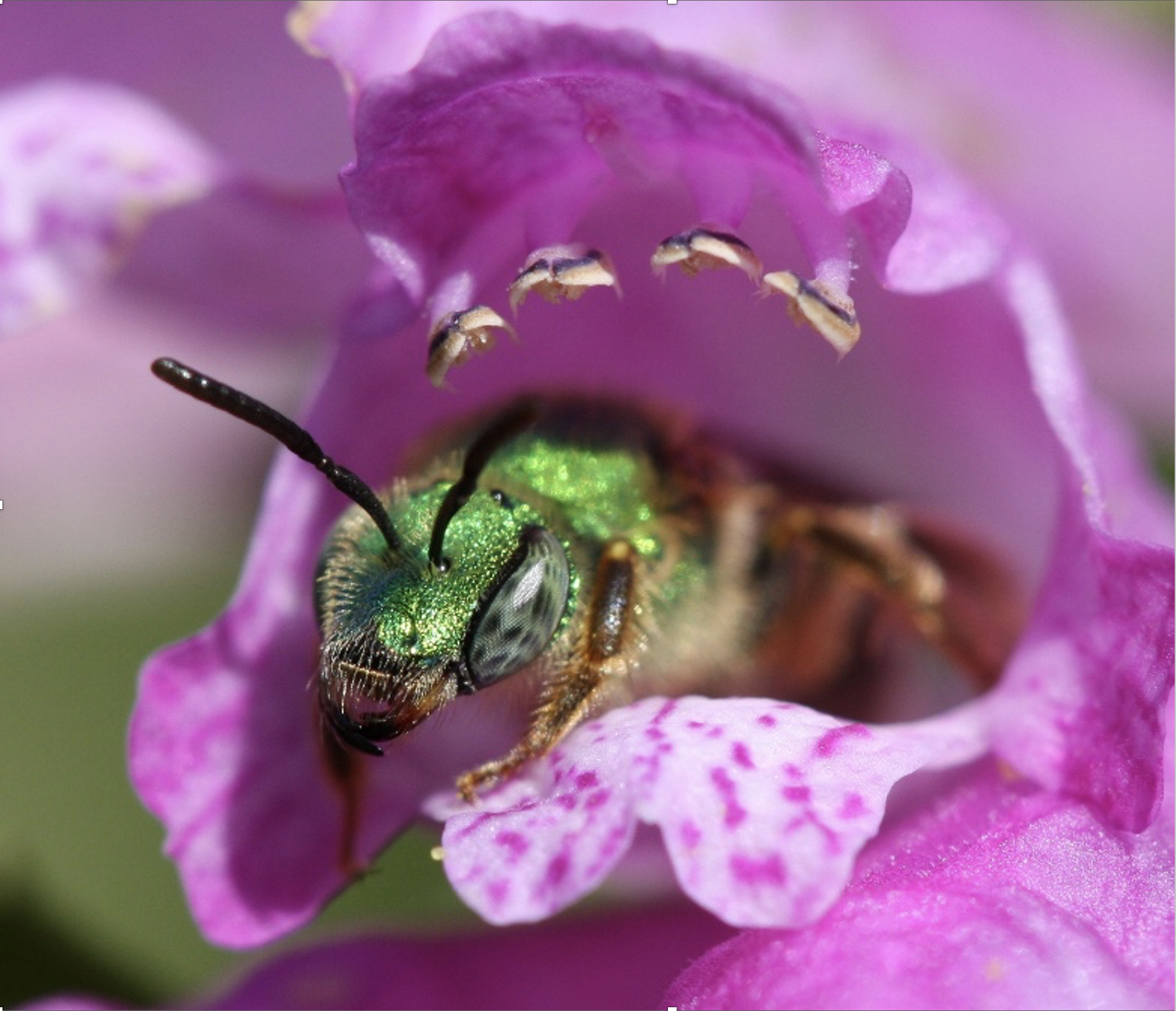 Speaker Event: Gardening for Wildlife