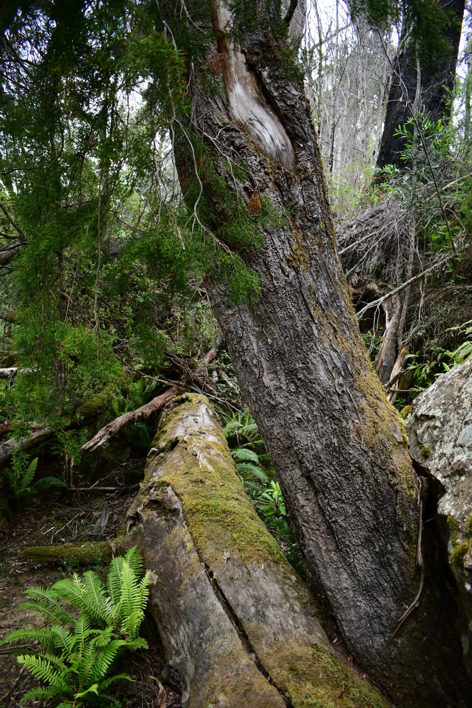TAS_9535.JPG