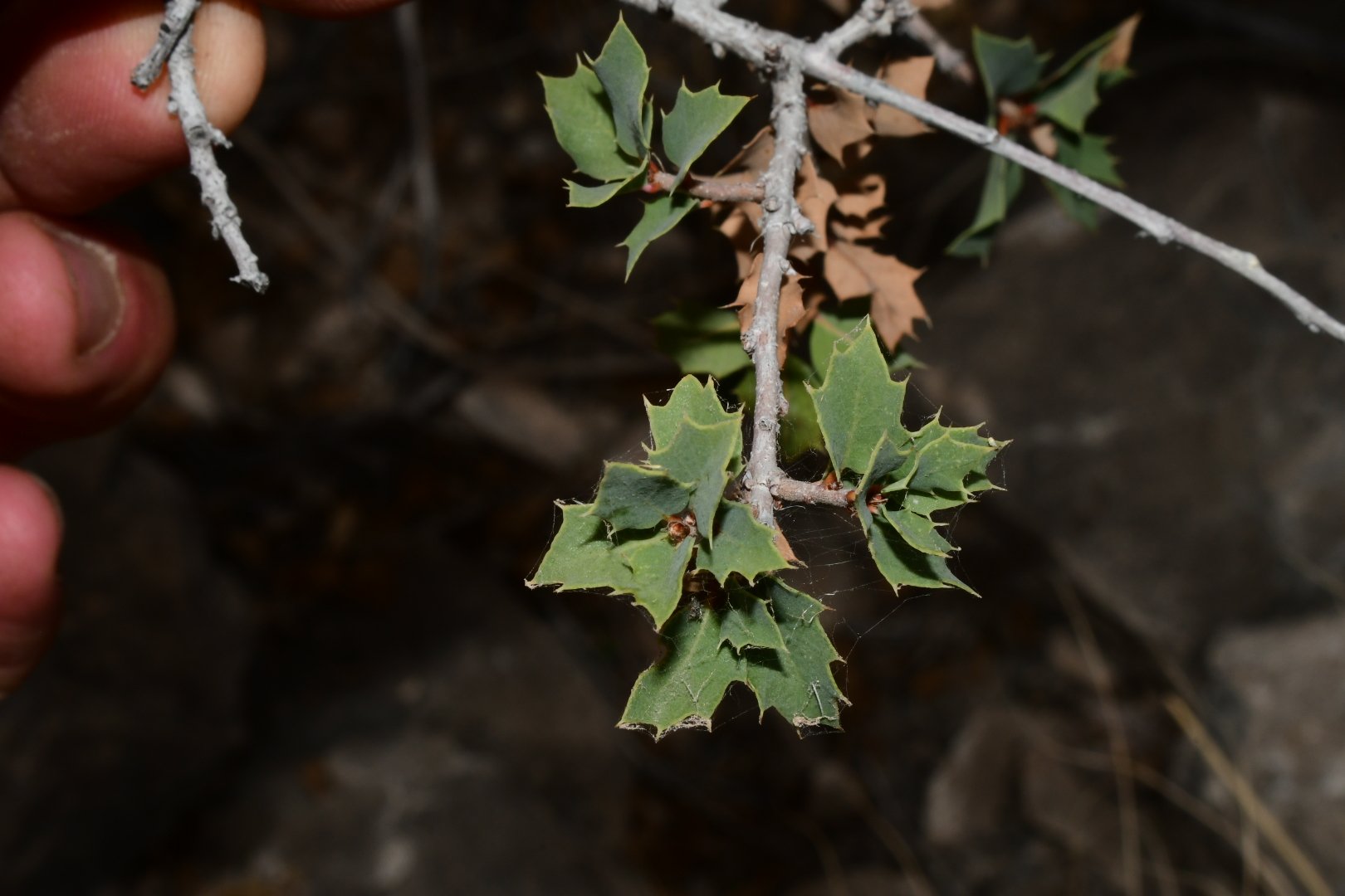 Quercus hinckleyi 