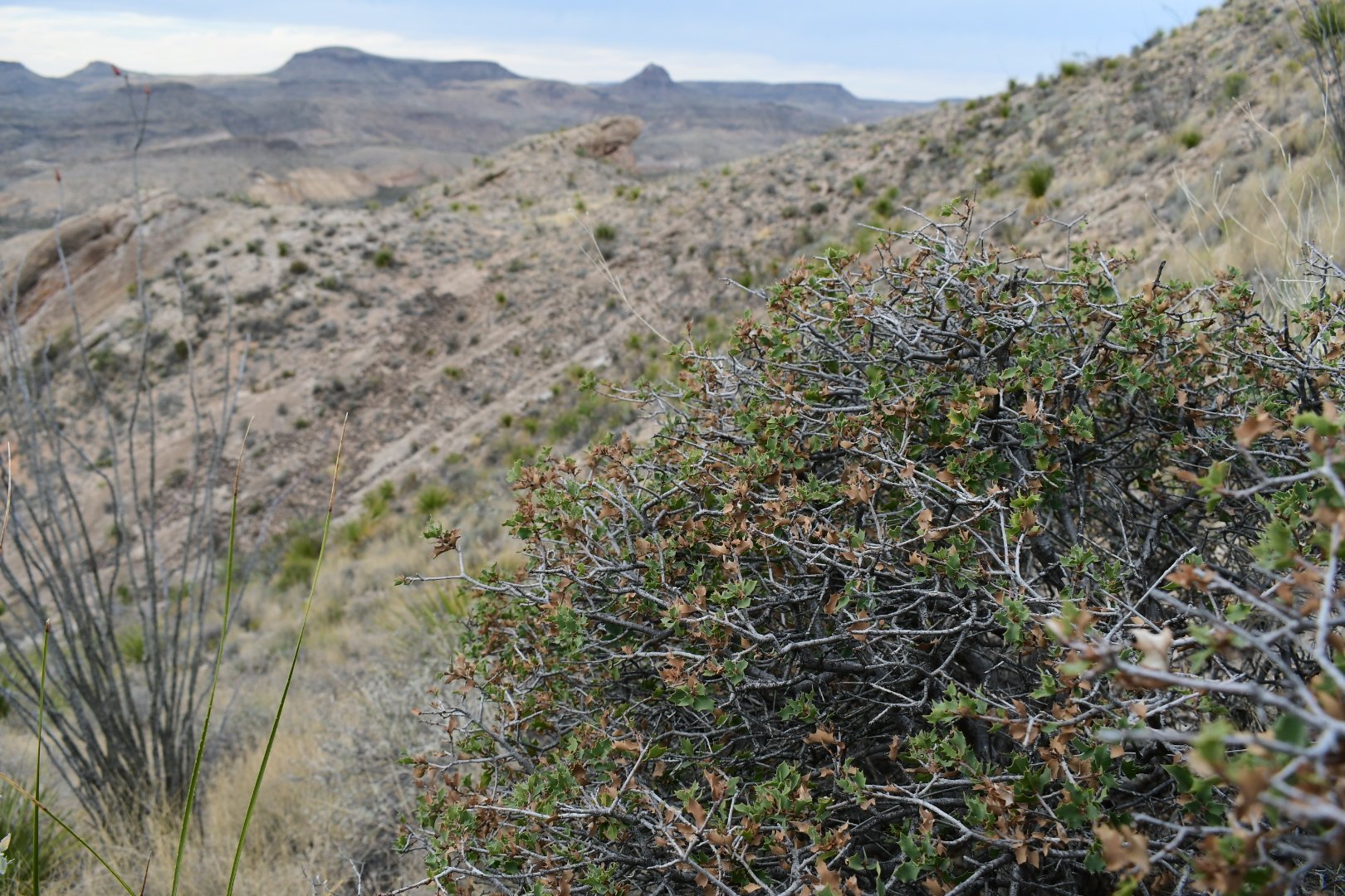 Quercus hinckleyi 