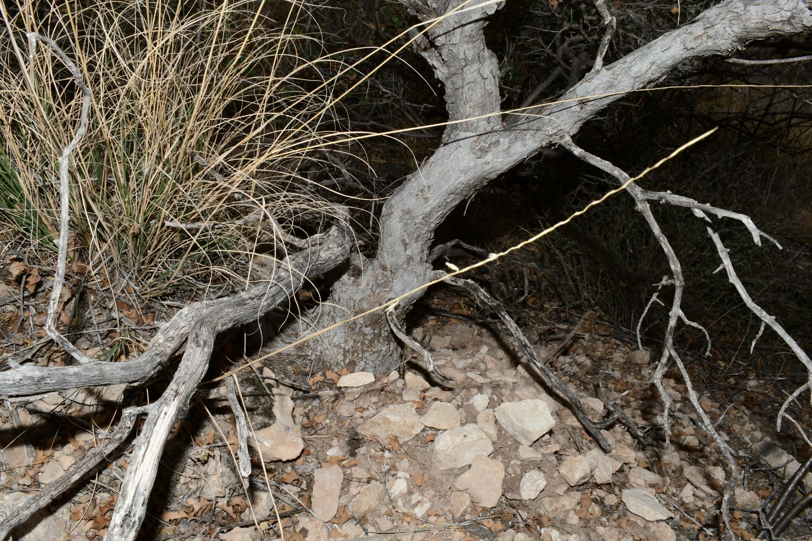 Quercus hinckleyi "trunk"