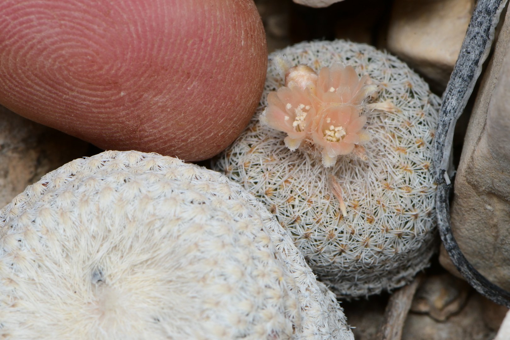 Epithelantha bokei 