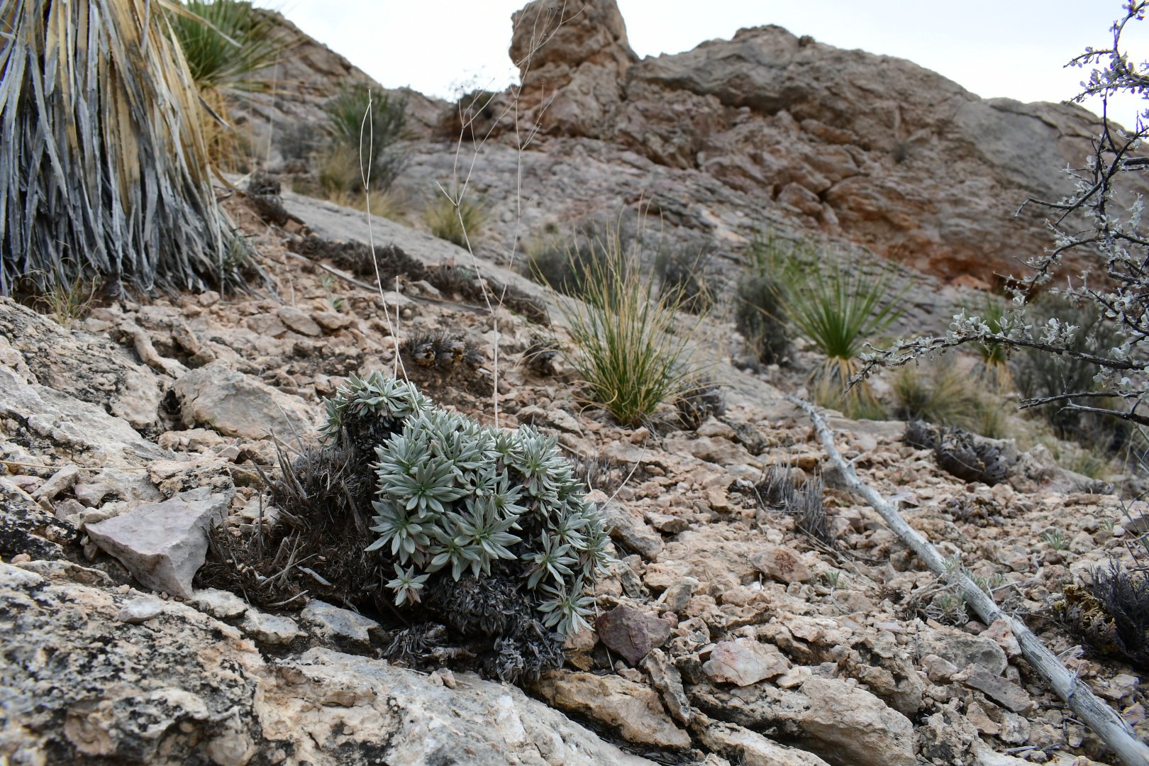 Eriogonum havardii