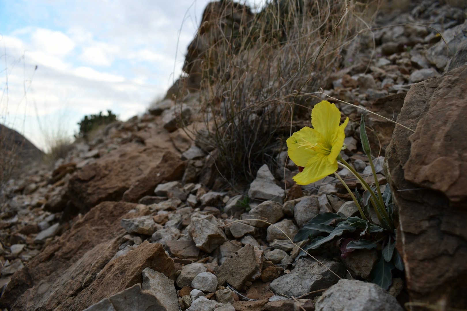 Oenothera brachycarpa 