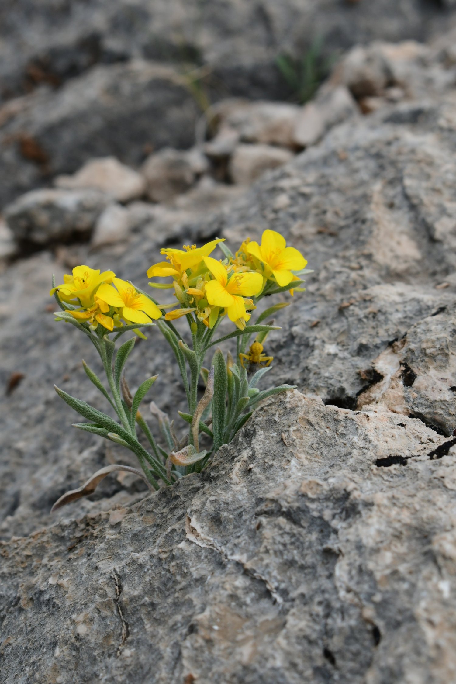 Physaria fendleri