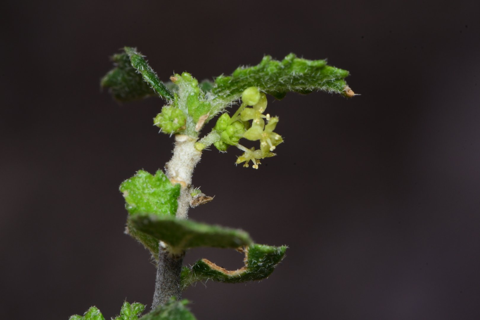 Bernardia obovata, Euphorbiaceae