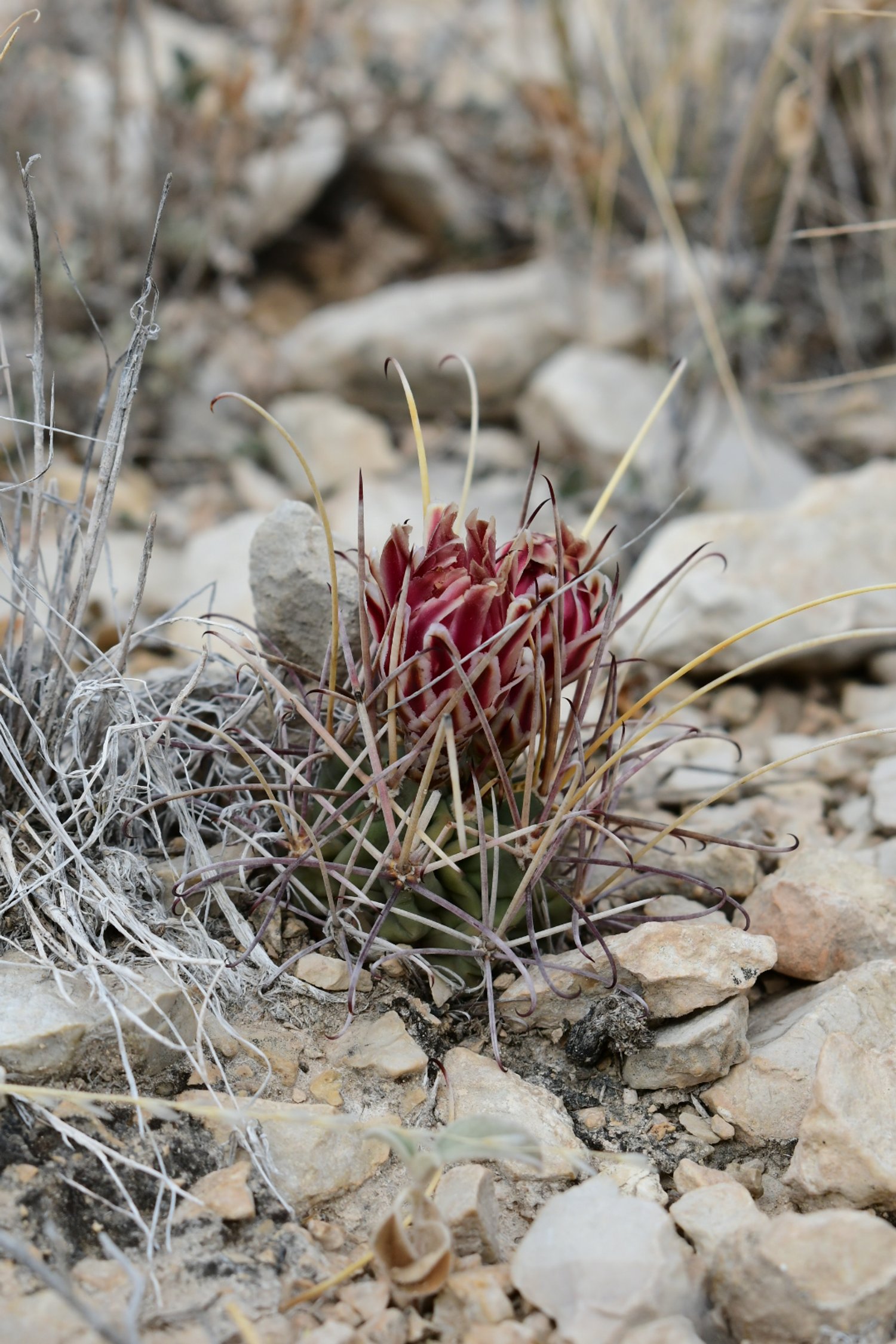 Glandulicactus uncinatus 