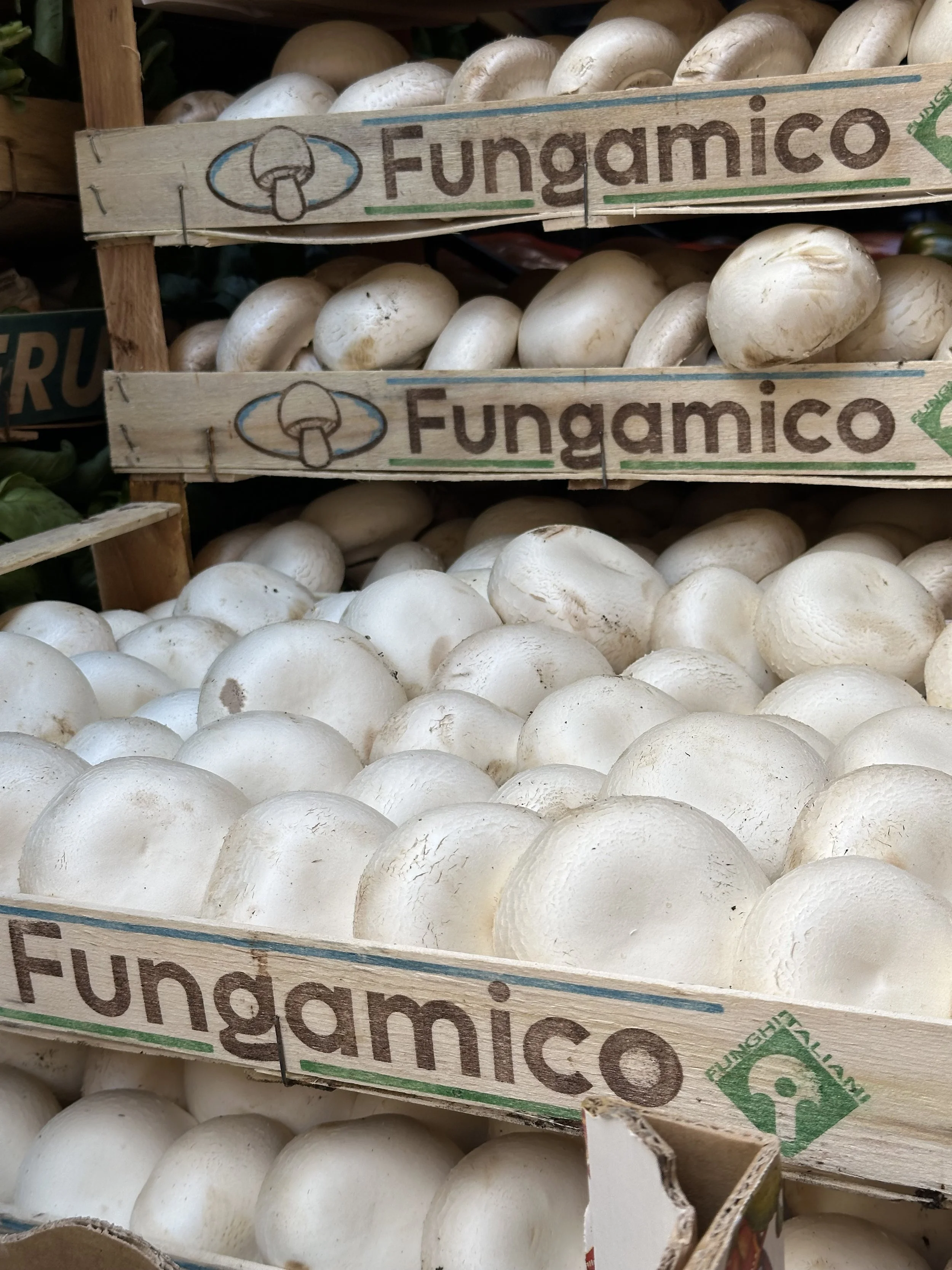 Funghi - Gorgeous mushrooms