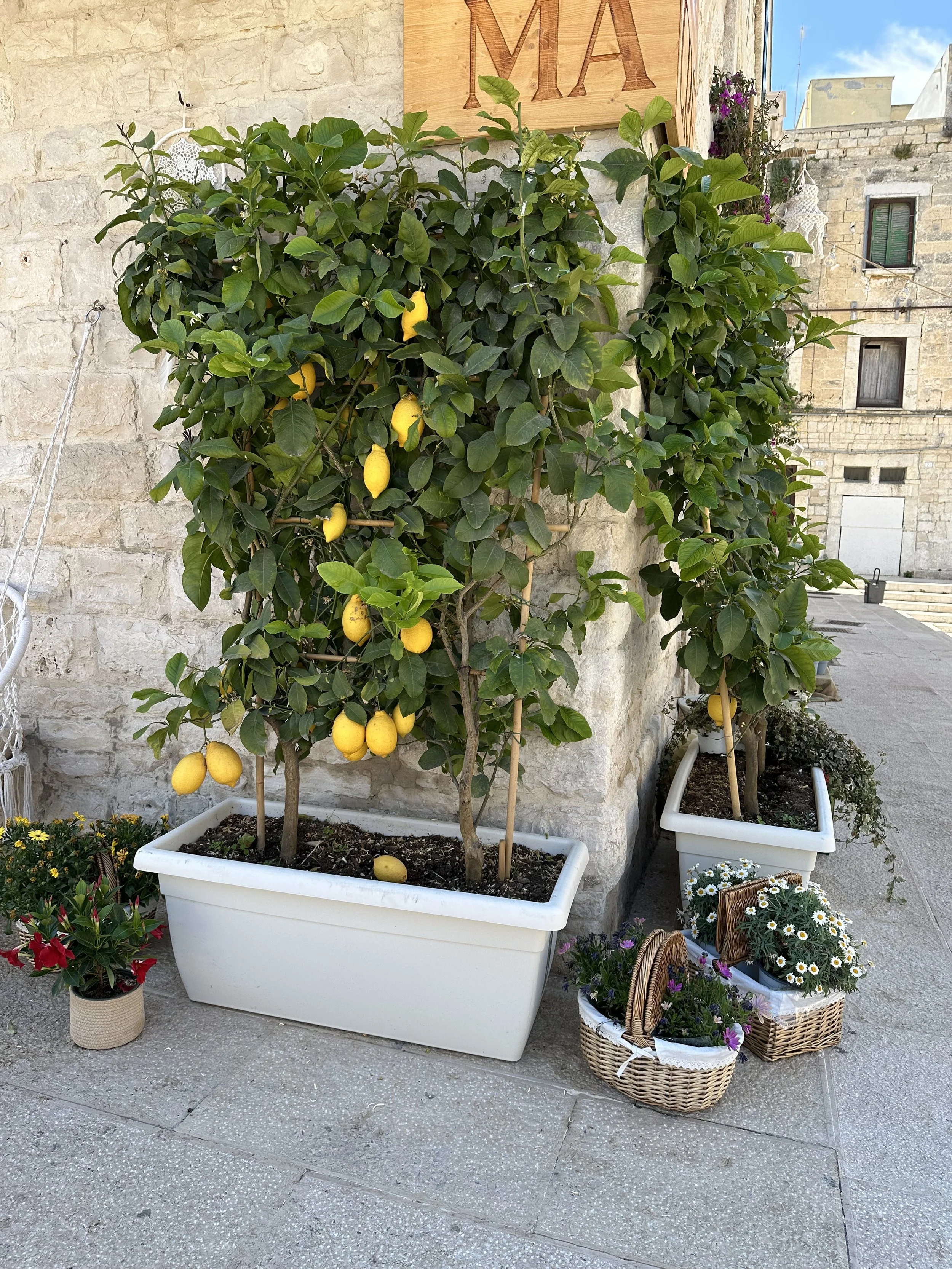 Lemons on the street begging to be picked