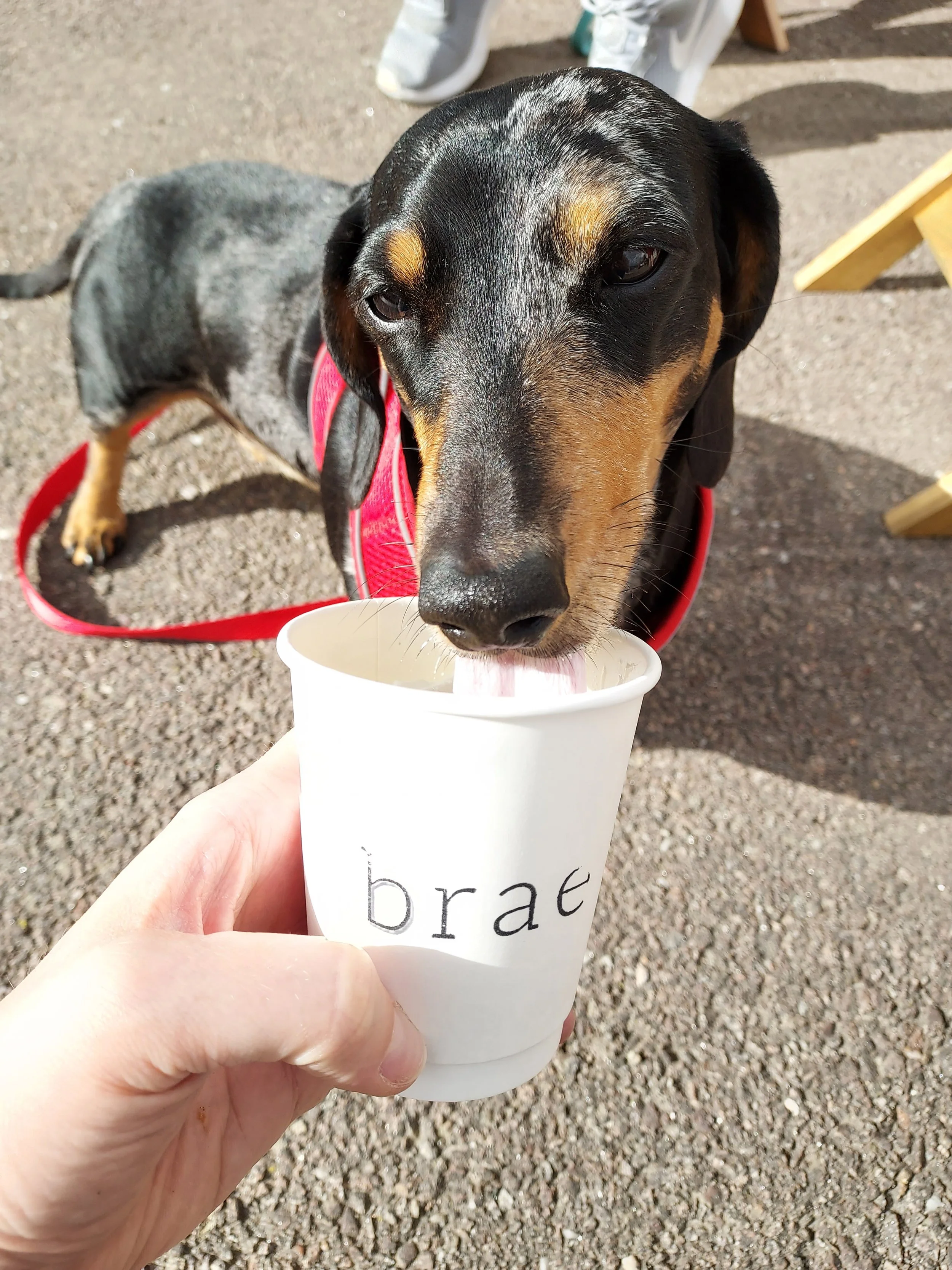 A black and tan dog licking a cup with the word 'brace' written on it, outside on gravel ground.  Guide dogs and assistance dogs allowed inside only but we have a takeaway hatch where we can serve those with dogs, horses and larger prams