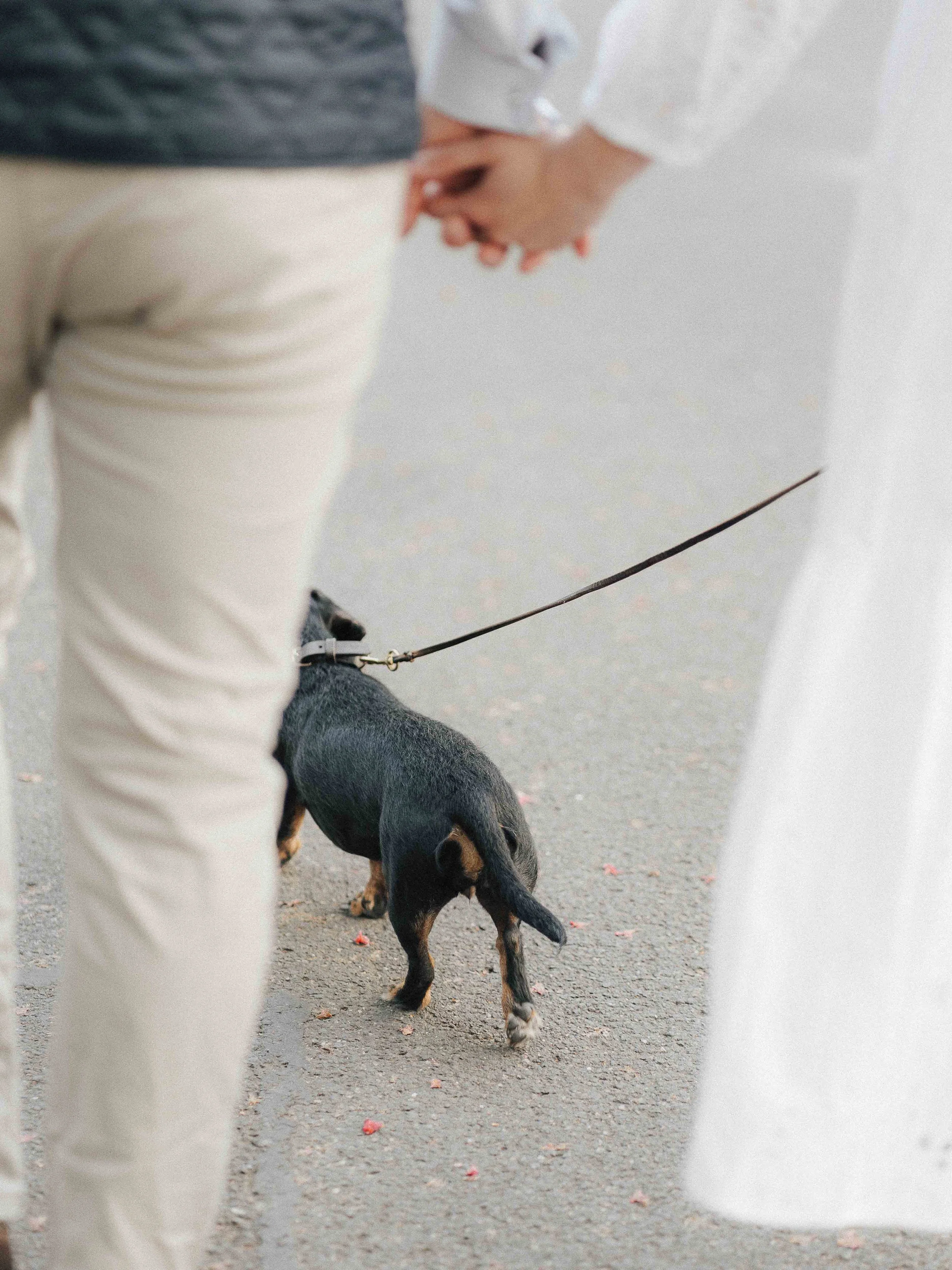Hochzeitsreportage in Bonn Paar hält sich an den Händen und spaziert mit einem kleinen schwarzen Hund auf einer Straße, aufgenommen in authentischem Stil.
