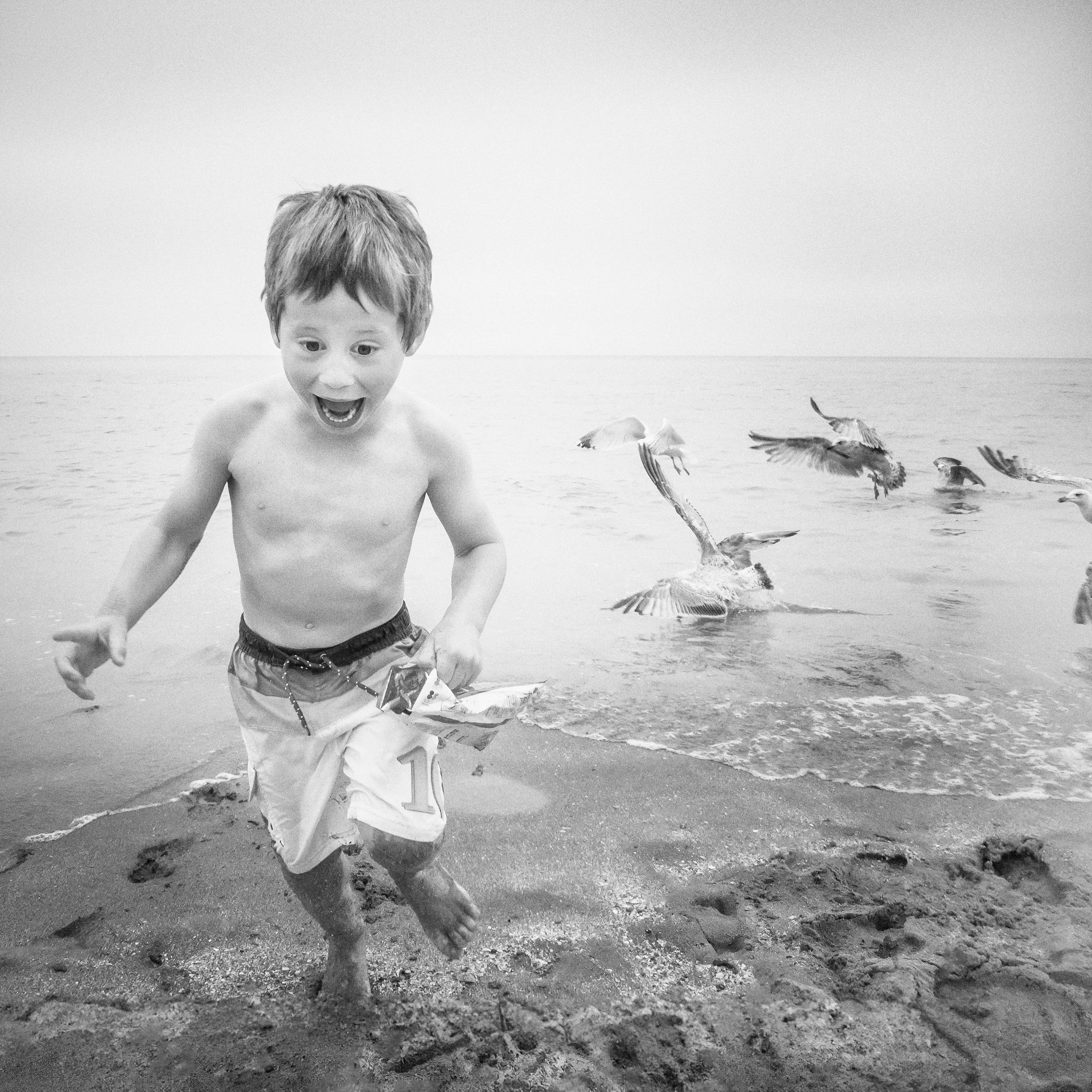 Deadly Killer Seagulls