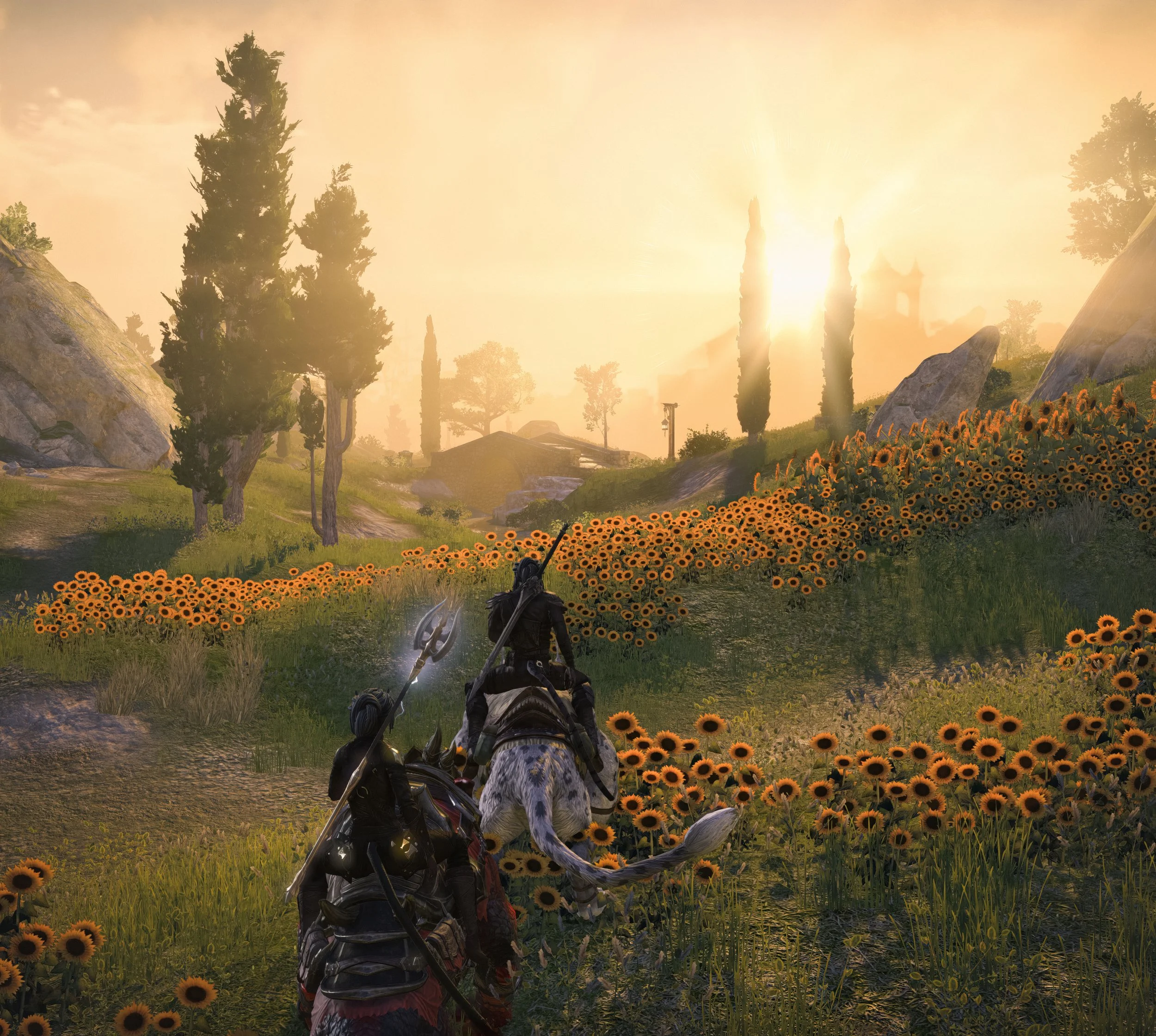 Sunflowers in High Isle