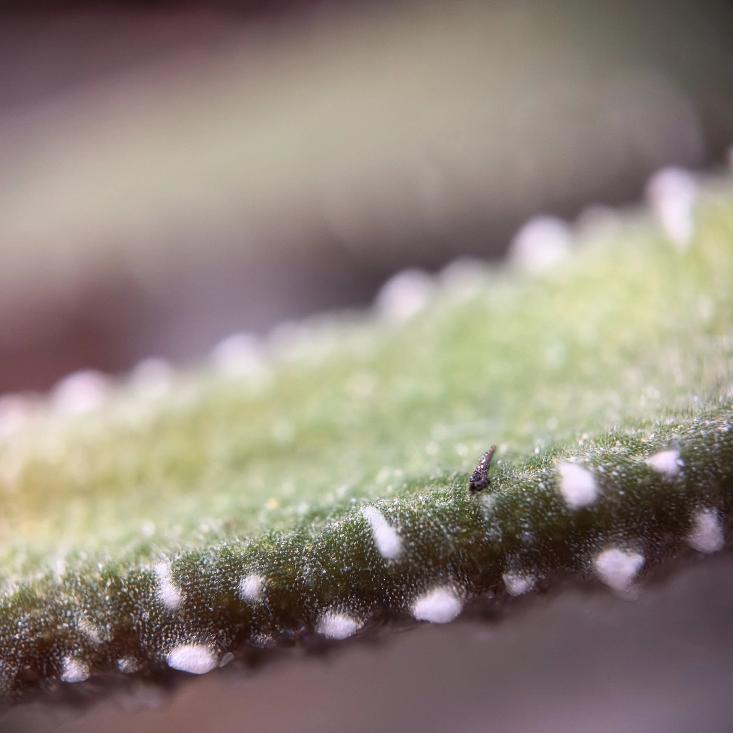 Hades &amp; Haworthiopsis