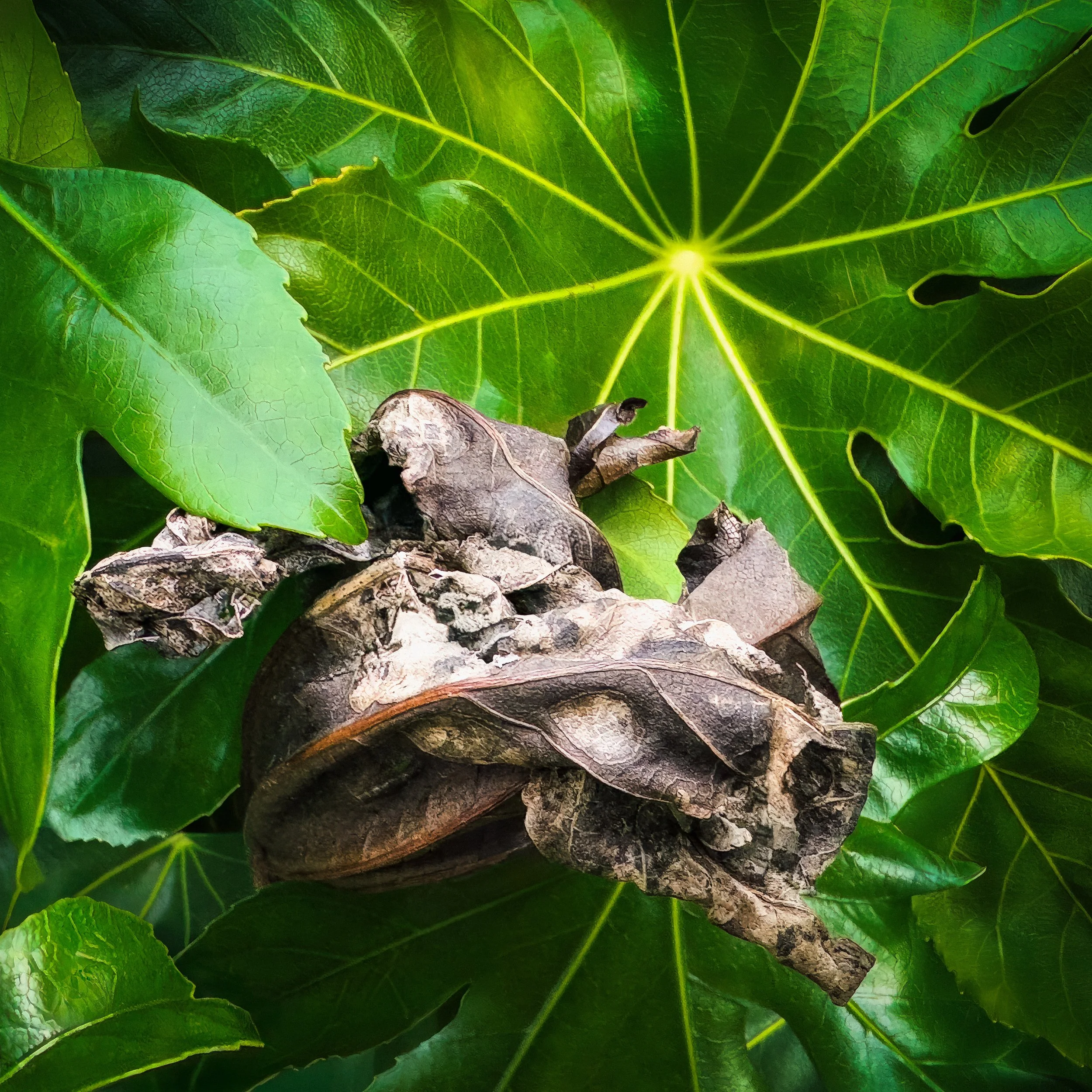 The Quick and the Dead