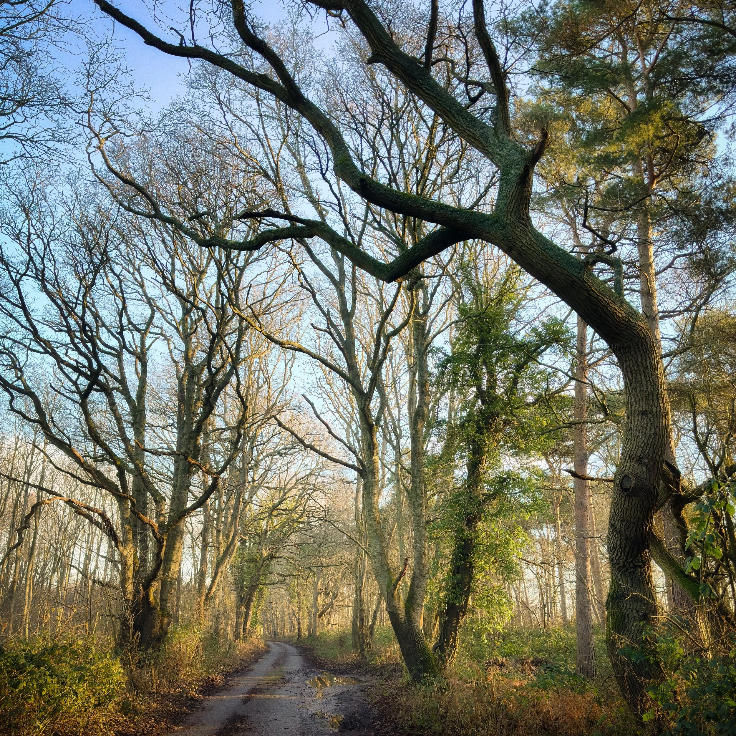 Swanton Lane Midwinter