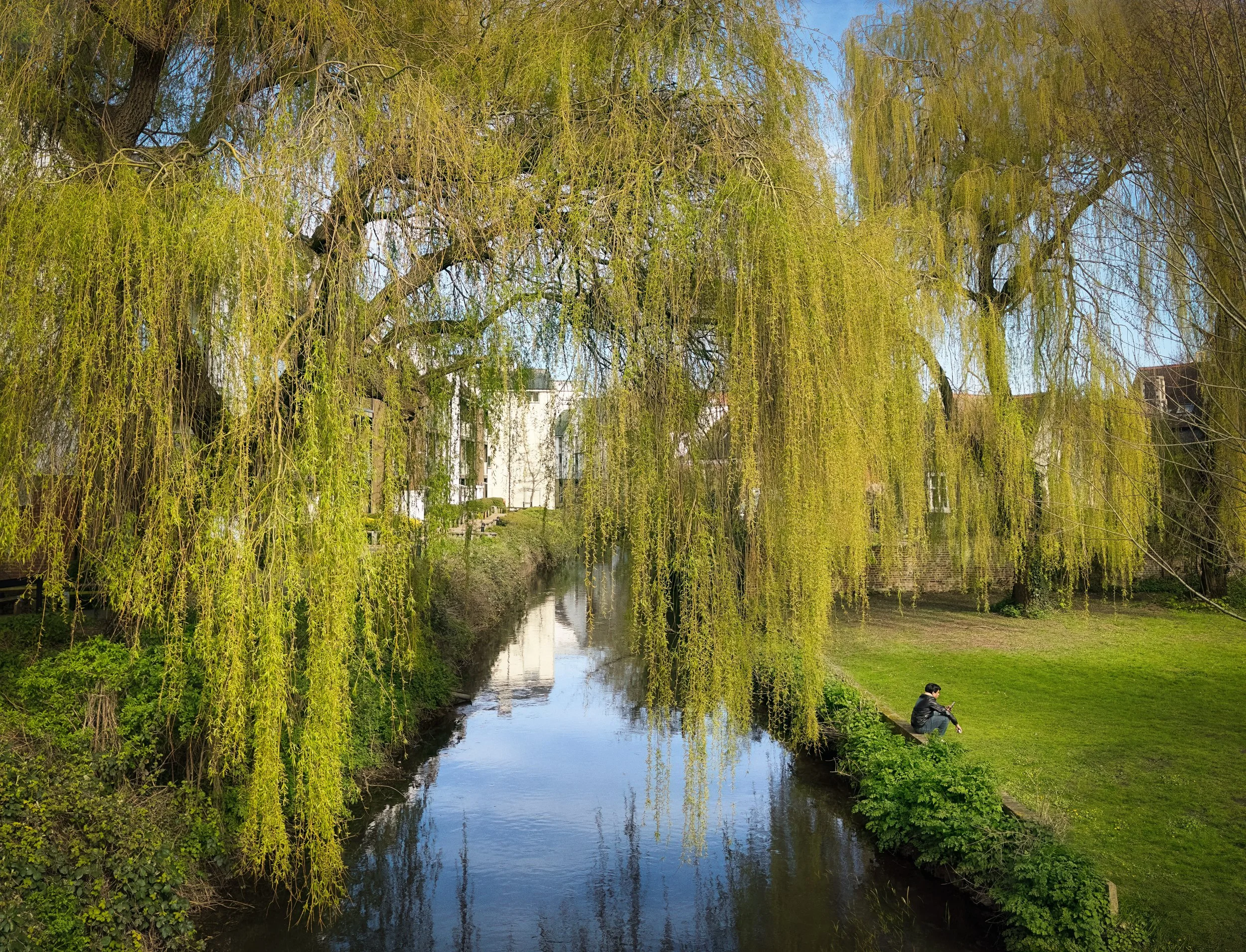 Willows by The Rope Walk