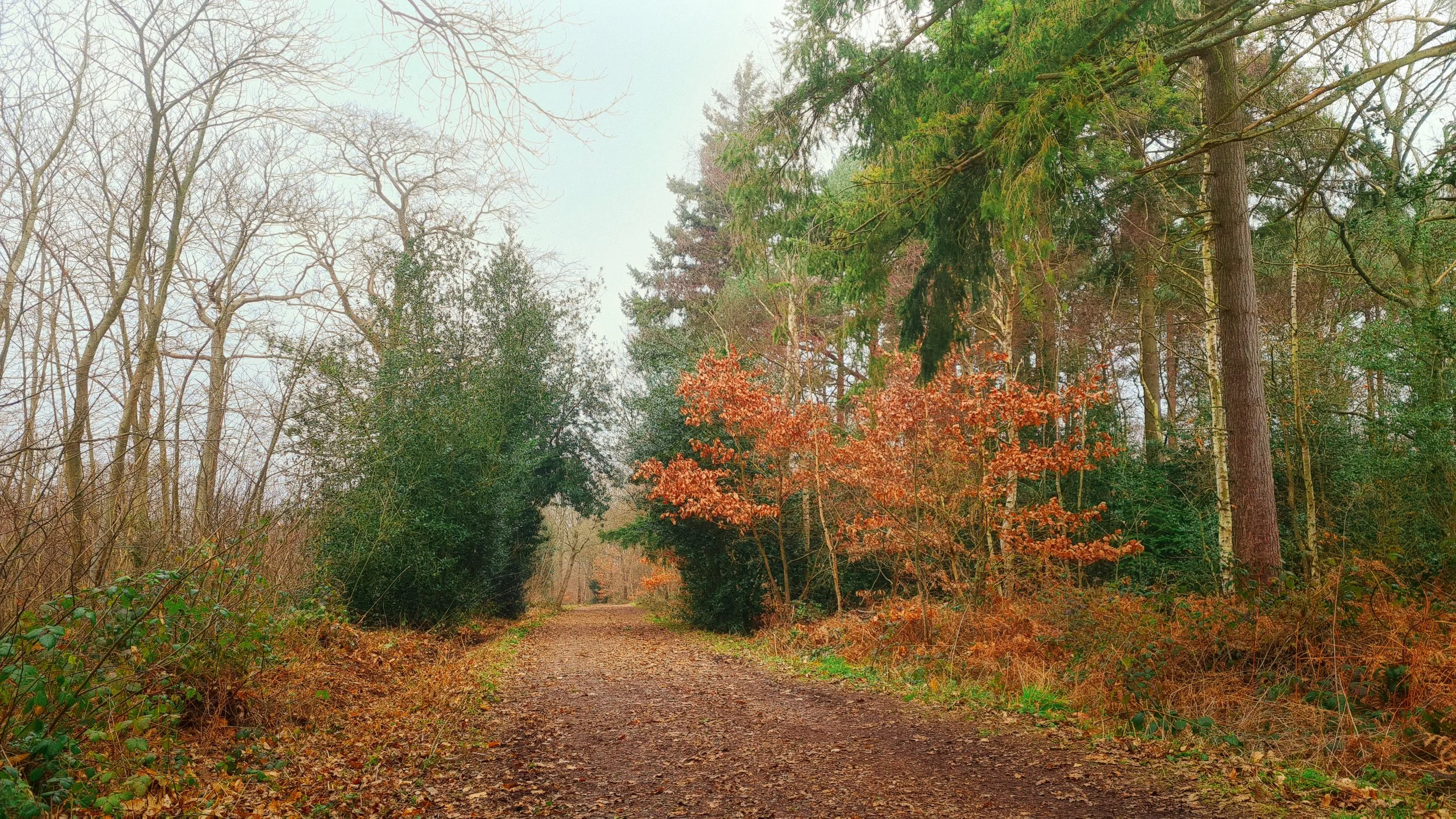 Blean Woods Black Trail