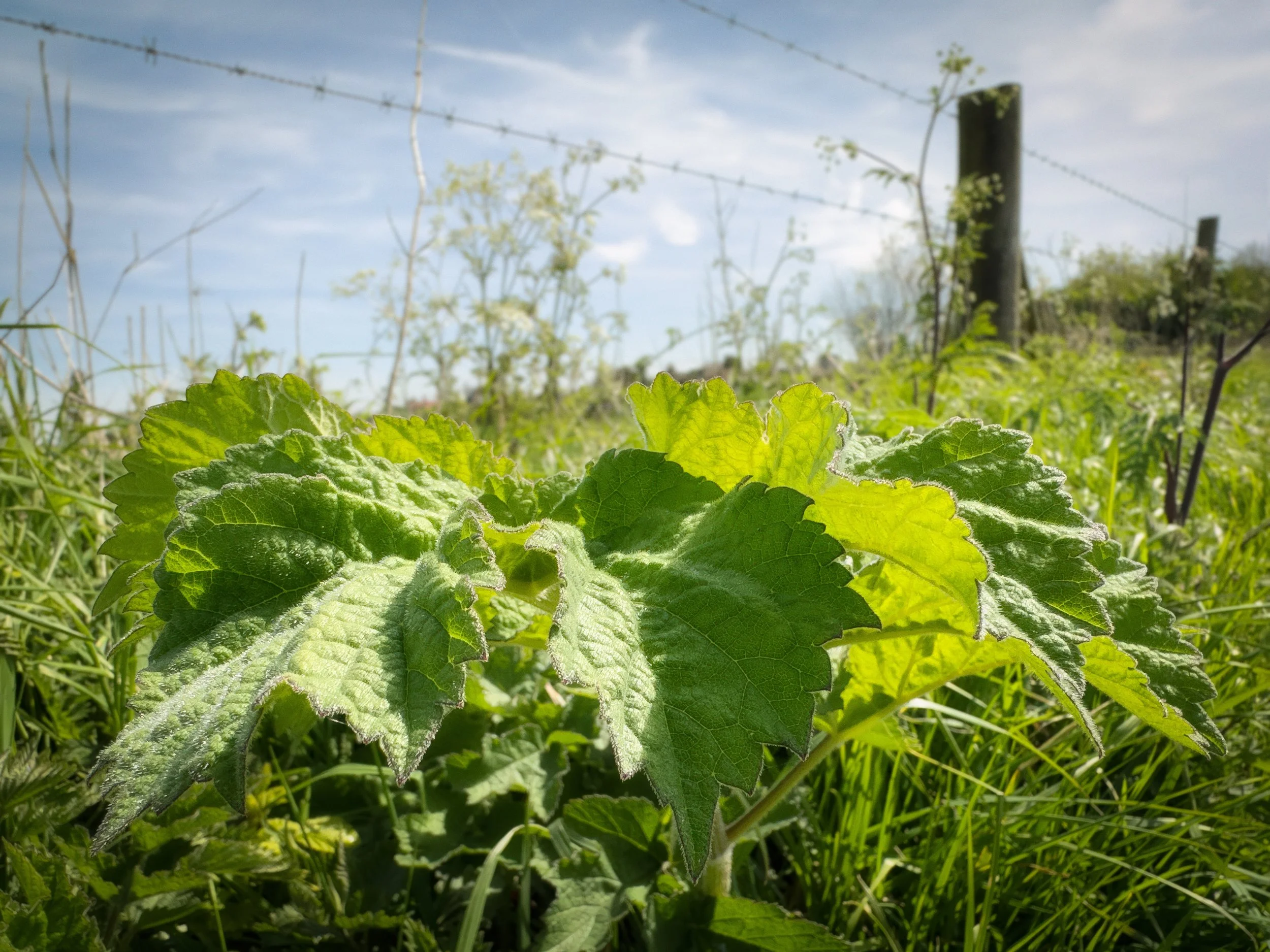 White Horehound