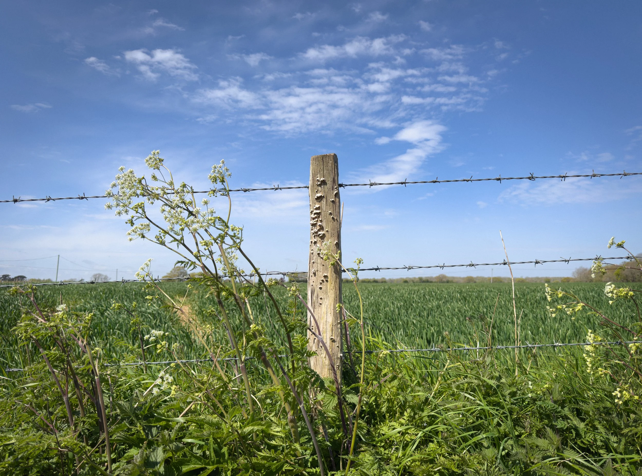 Old Wood &amp; Fungus