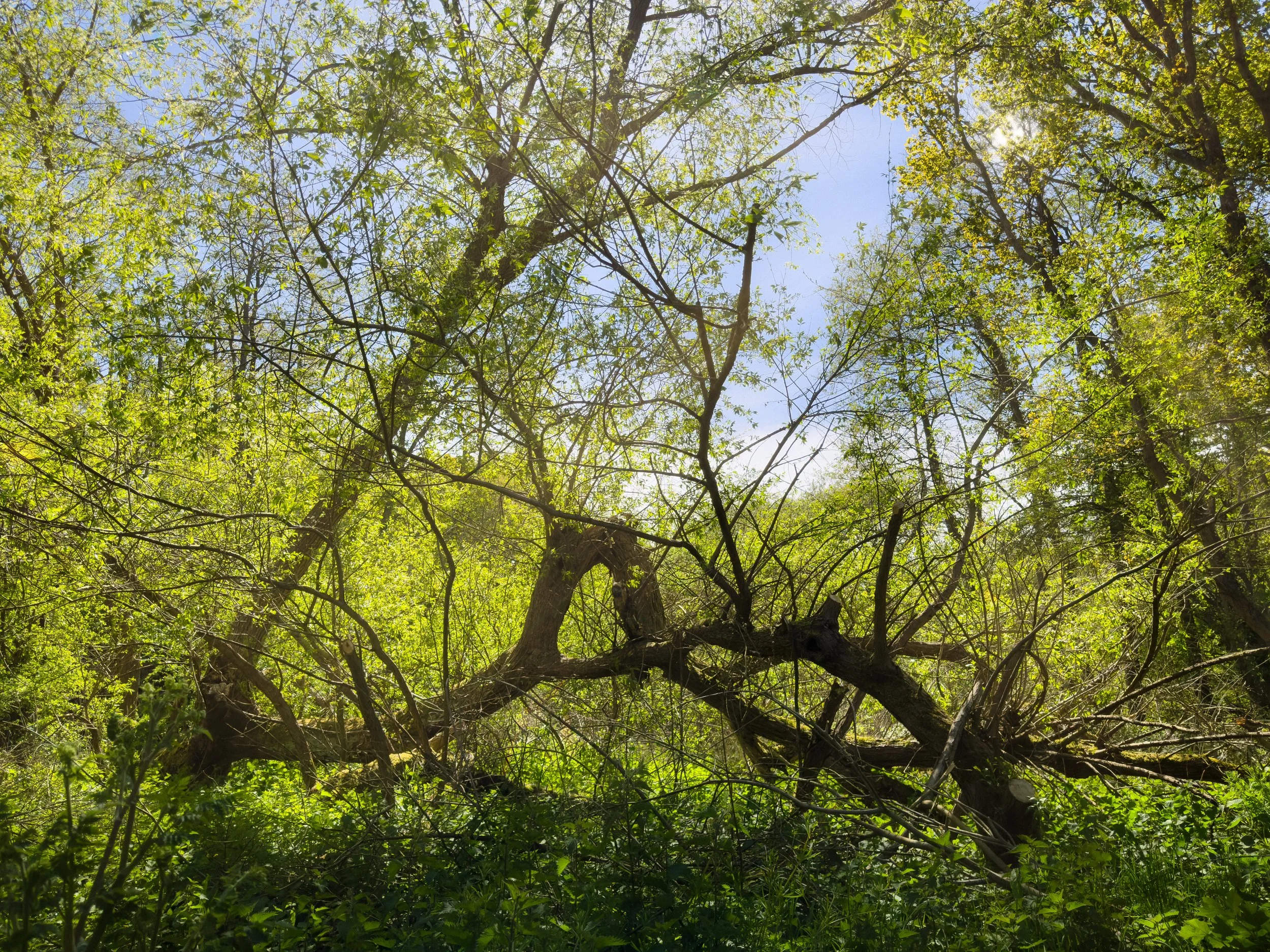 Construct of Trees