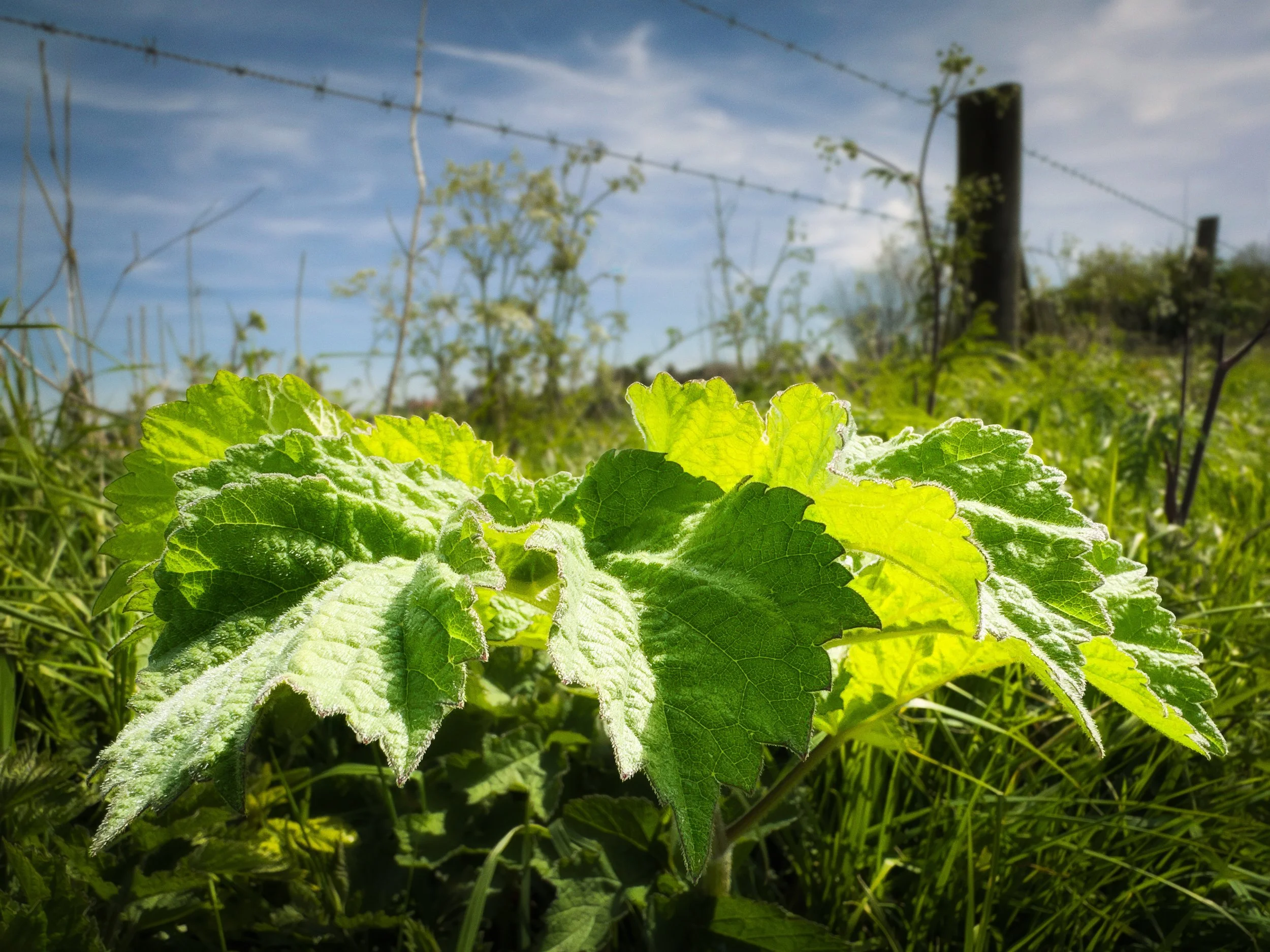 White Horehound