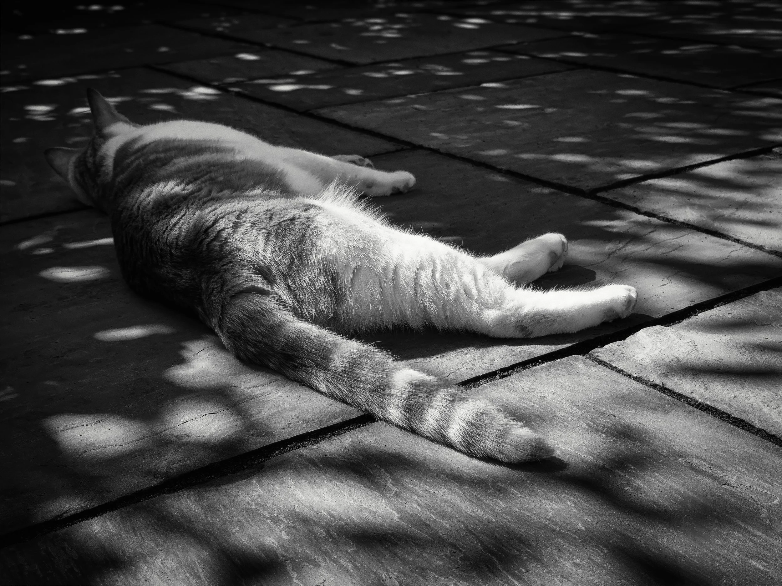 Shadows &amp; Spoons