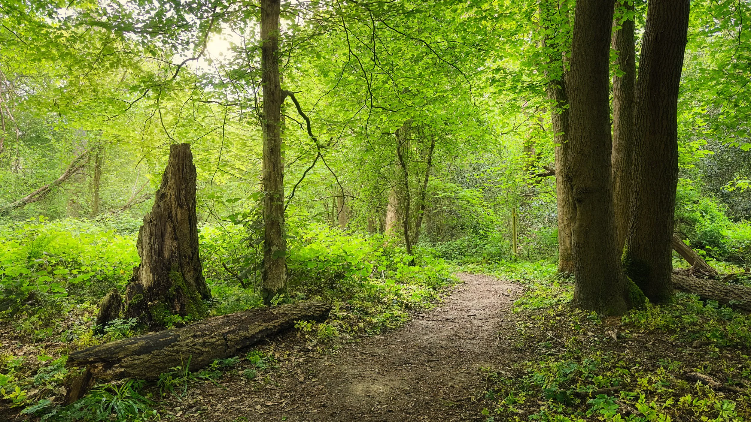 Captain’s Wood Trail