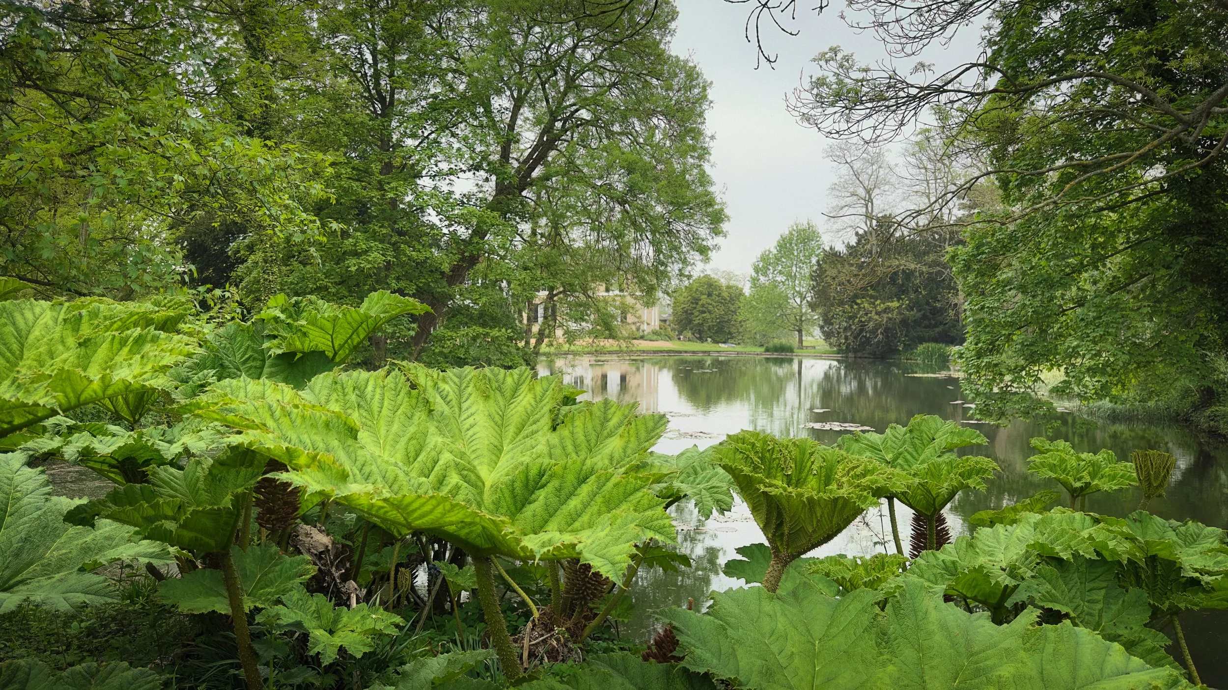 Preston Court Rhubarb