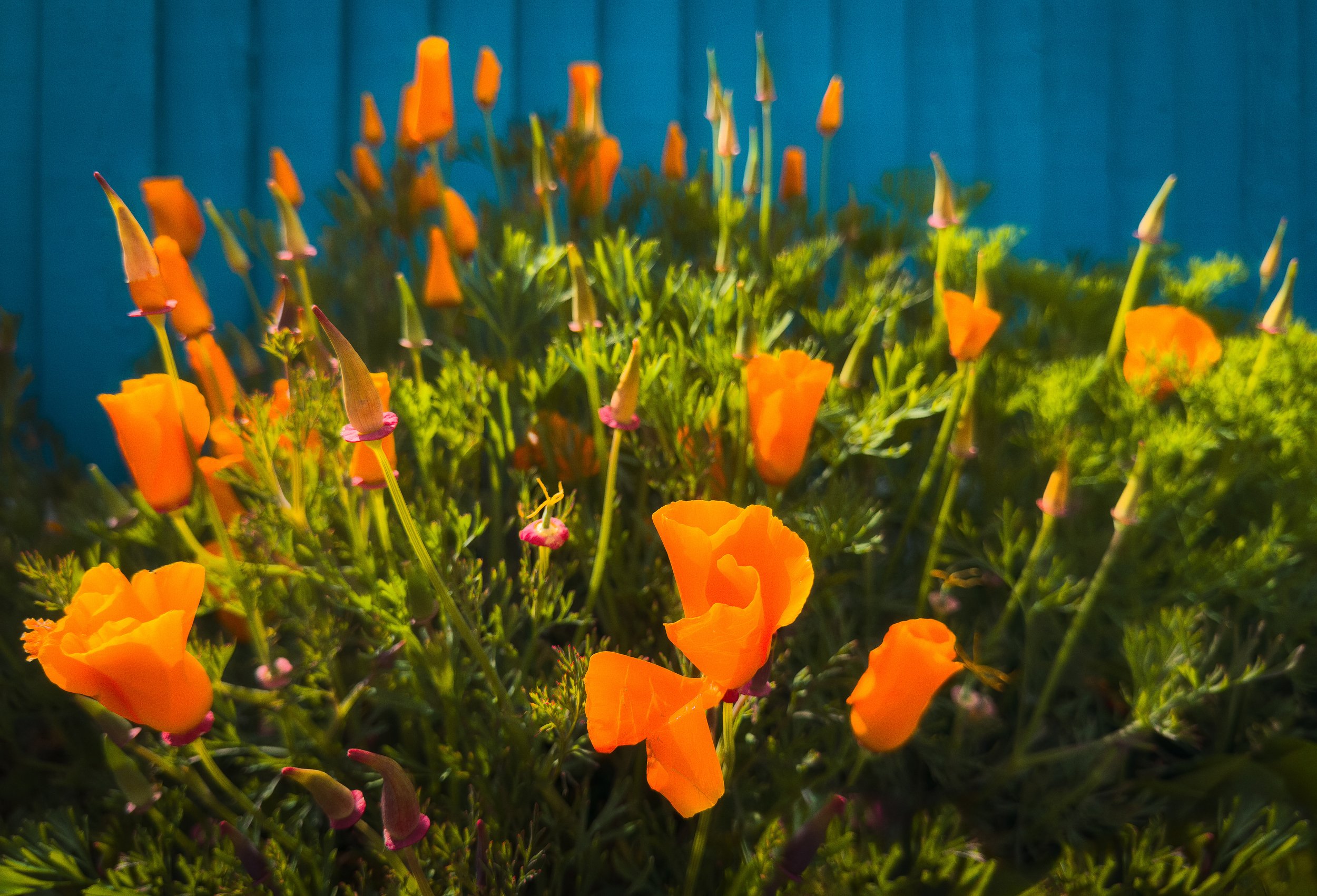 California Poppies