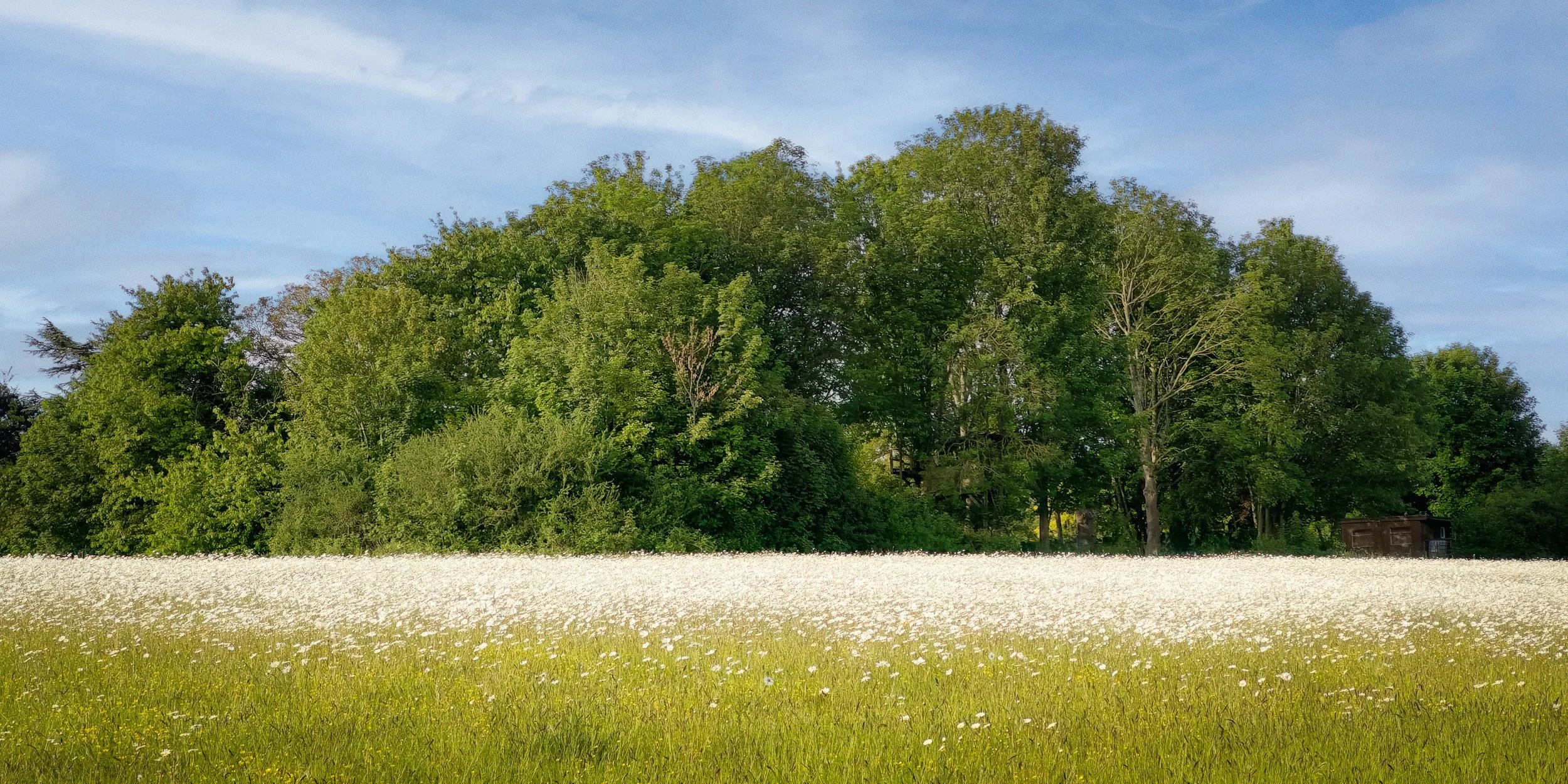 Daisy Fields