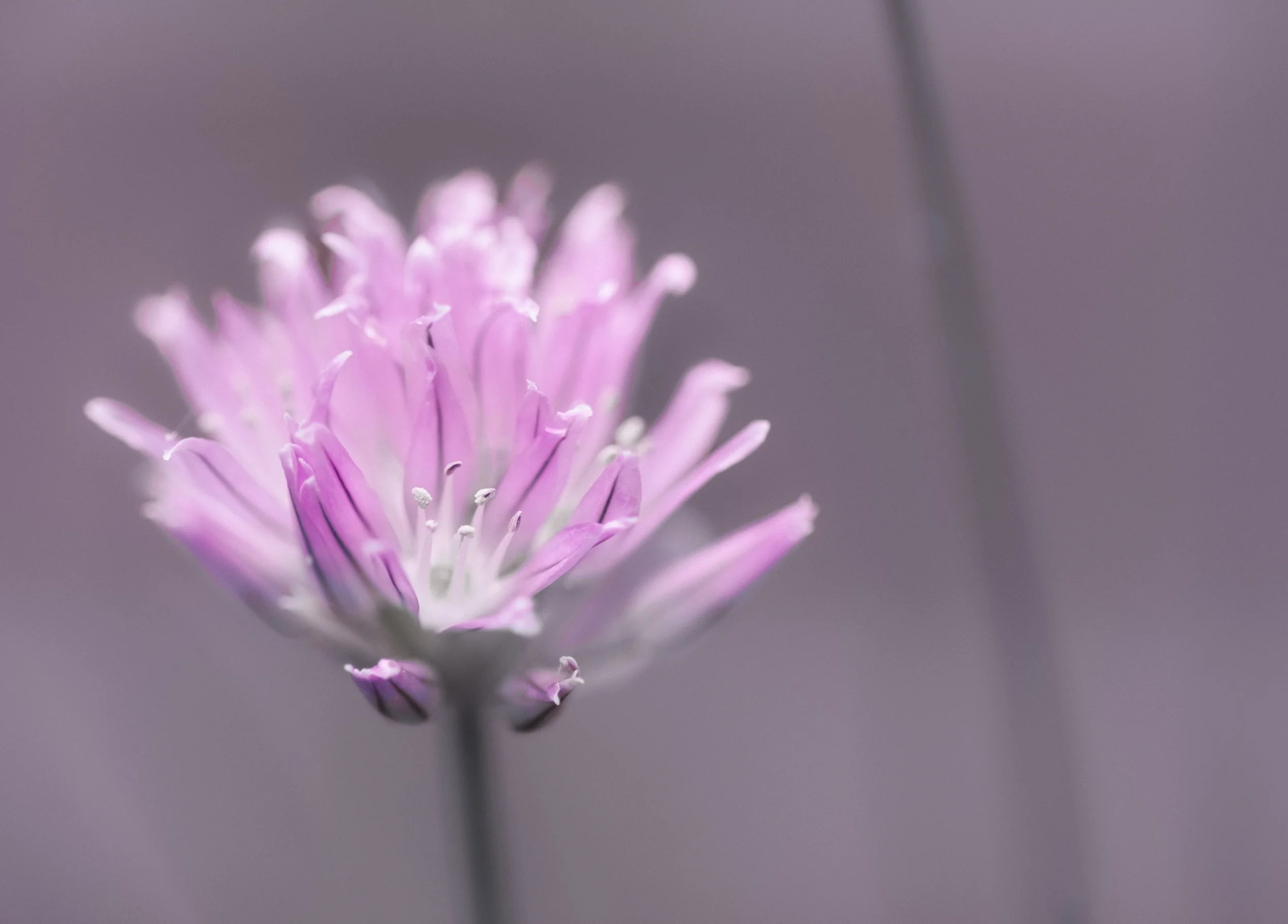 _DSF0970-Edit.jpg