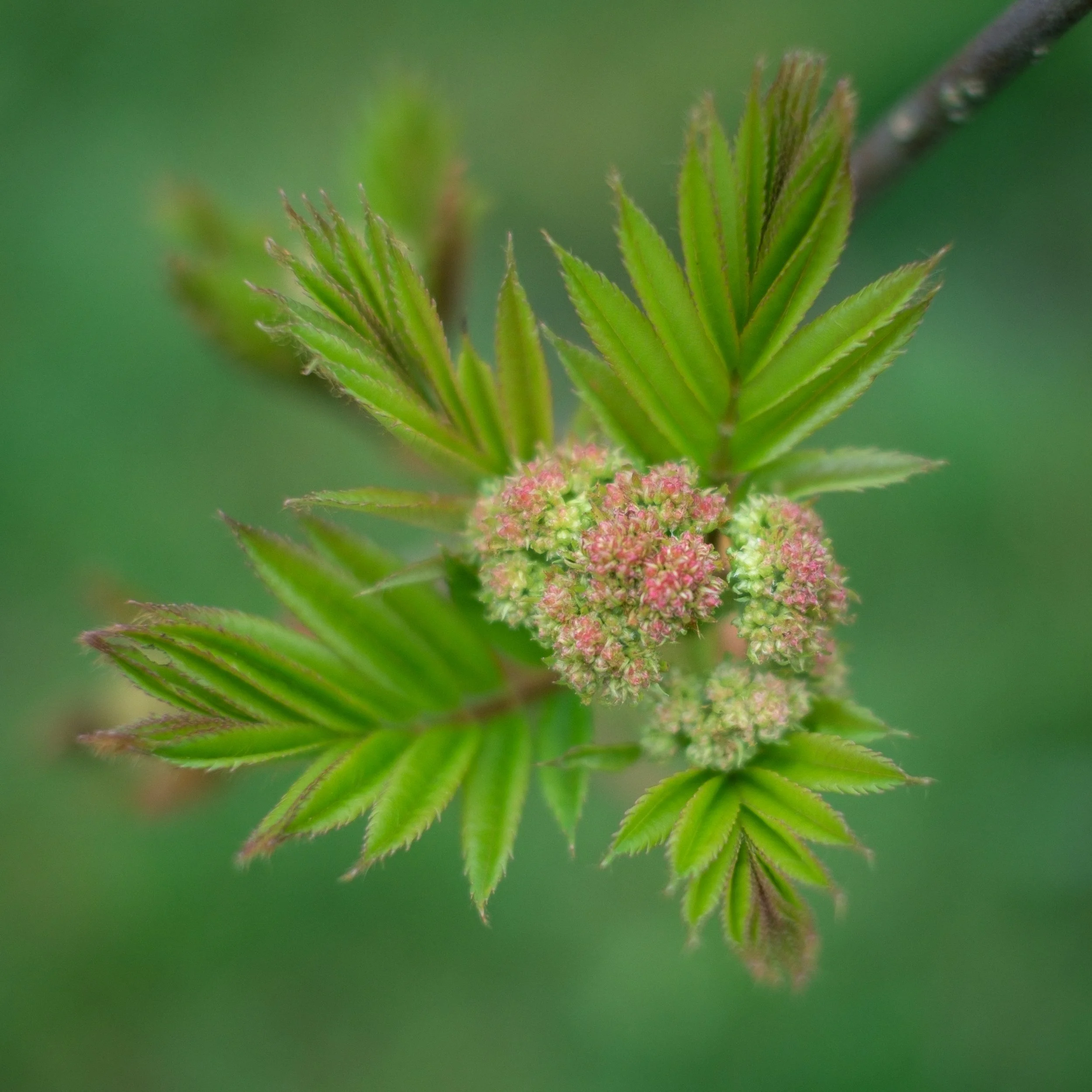DSCF3960.jpg