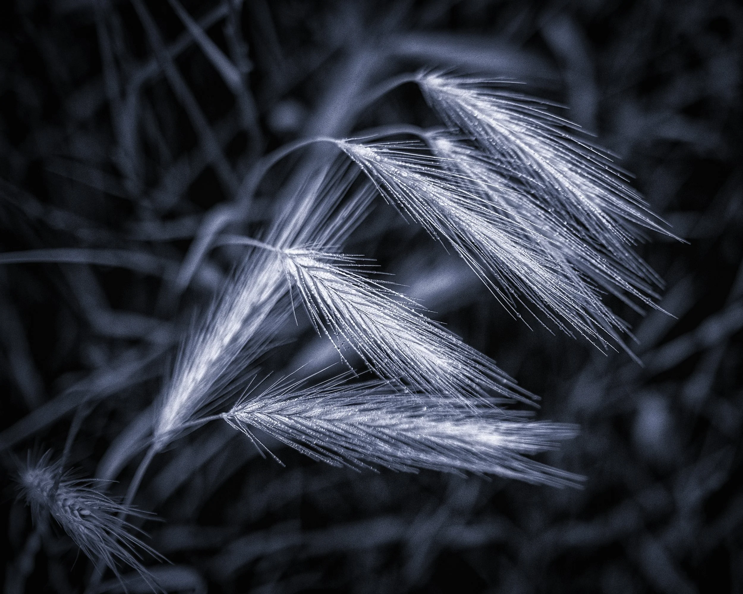 DSCF4721-Edit-Edit.jpg