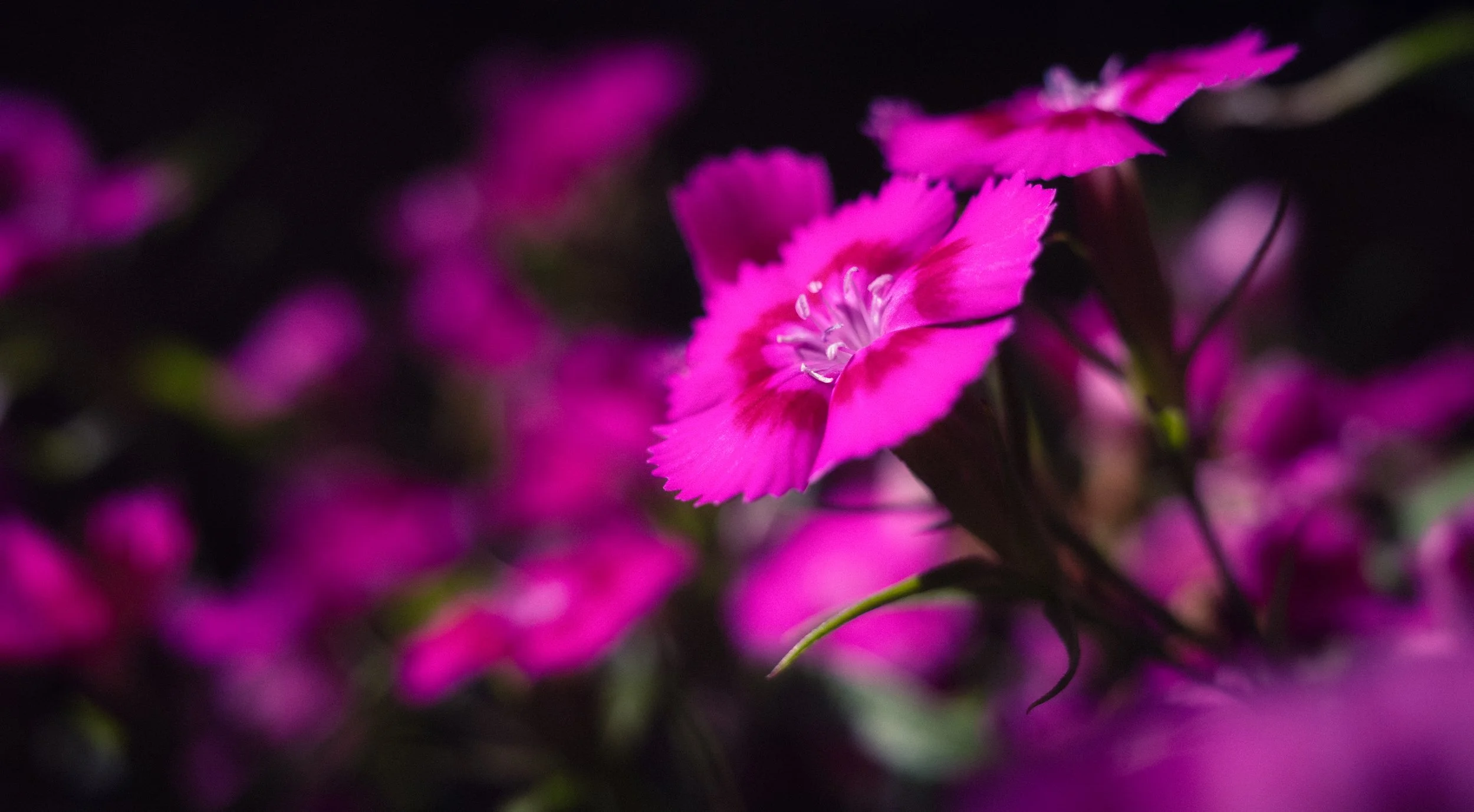 R0000970-Edit-Edit.jpg