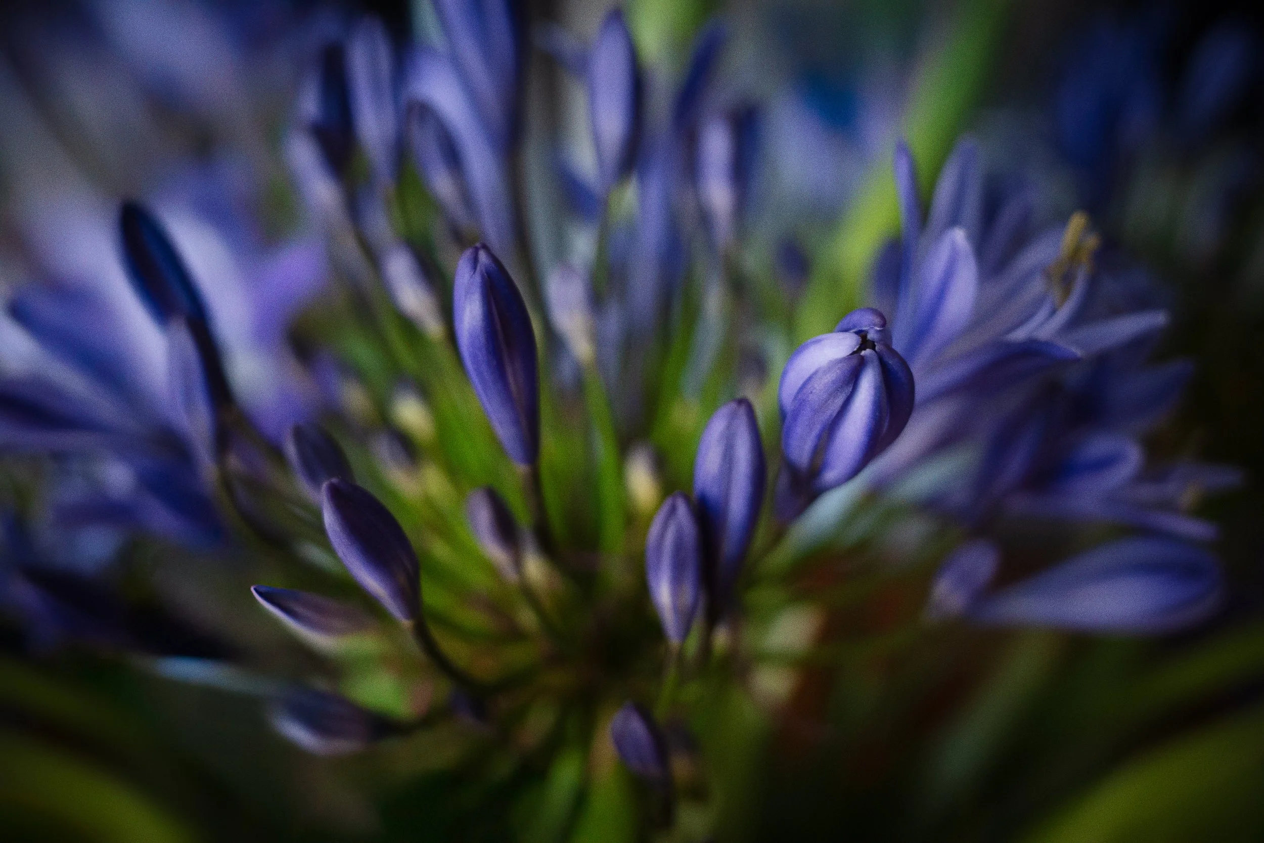 R0001111-Edit-Edit-Edit-Edit-Edit-2-Edit.jpg