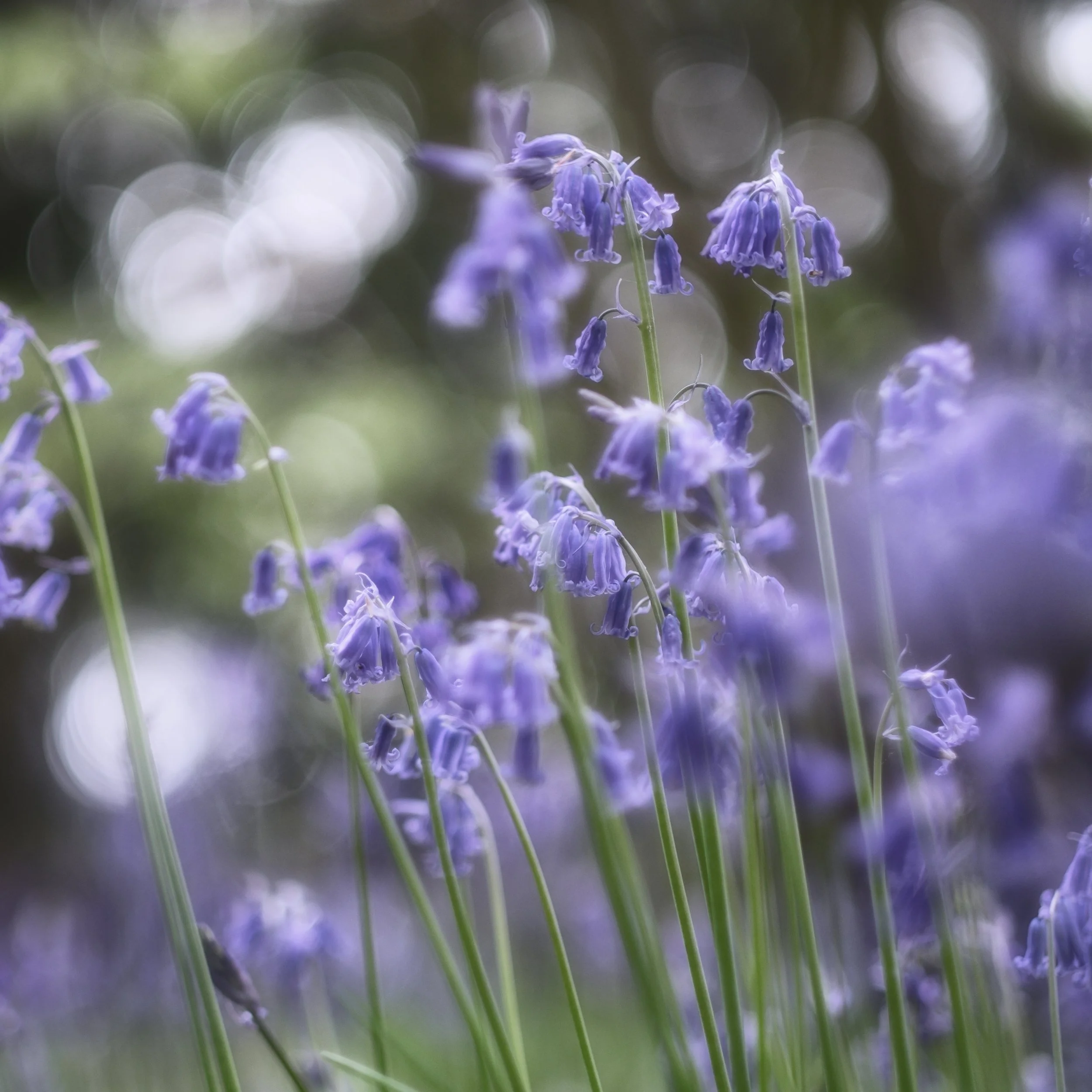 How to Shoot Flowers