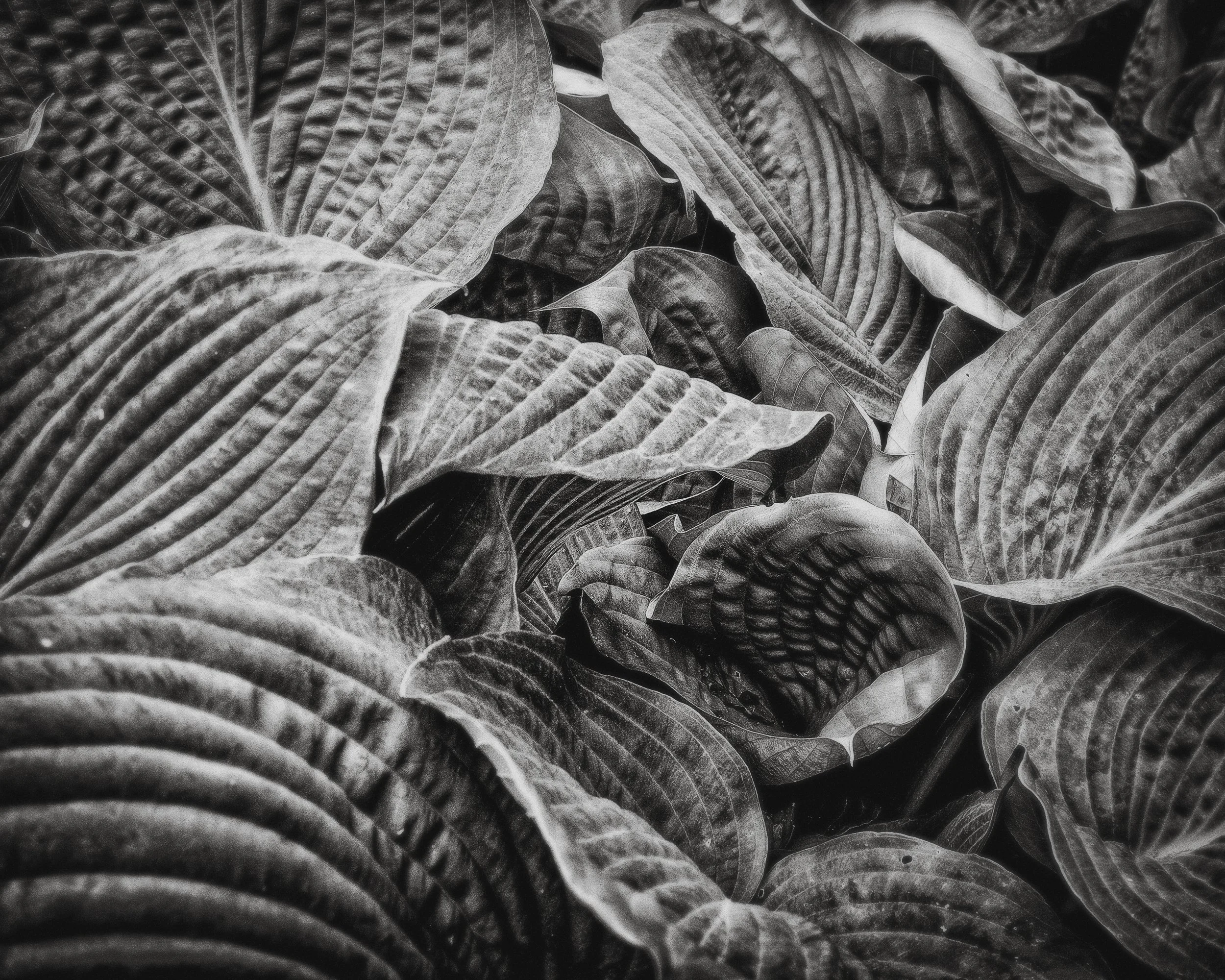 Botanical Photography
