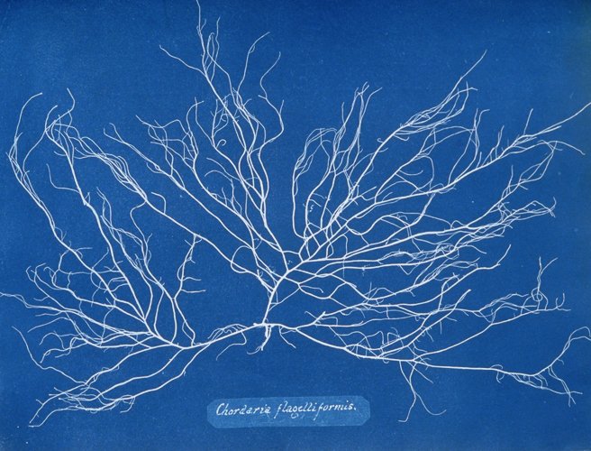 nypl.digitalcollections–Chordaria-flagelliformis-large_resized.jpg