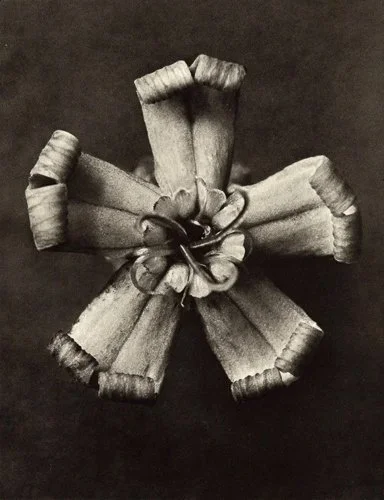 blossfeldt-download.jpg