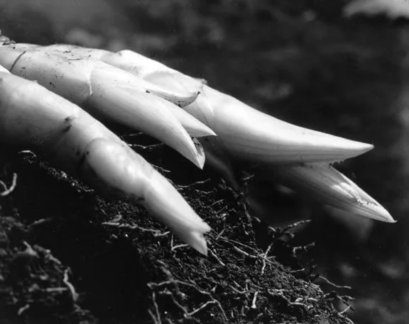 aloe-shoots-1920s.jpg