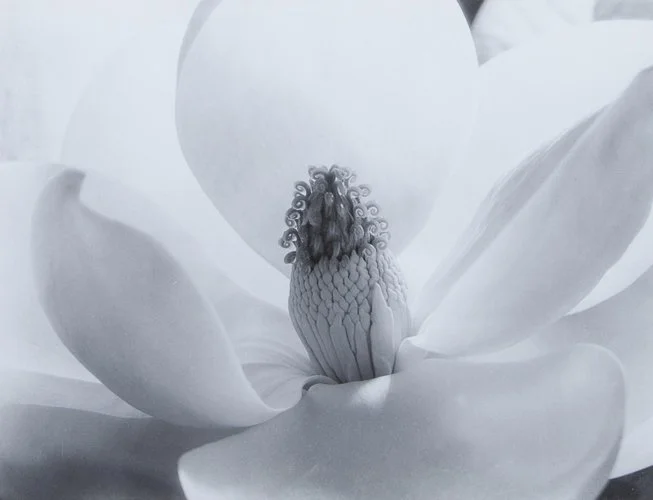hero-cunningham-magnolia.jpg