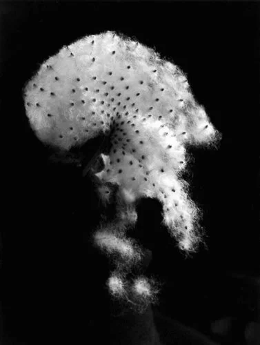 im-exploding-seed-pod-1963.jpg